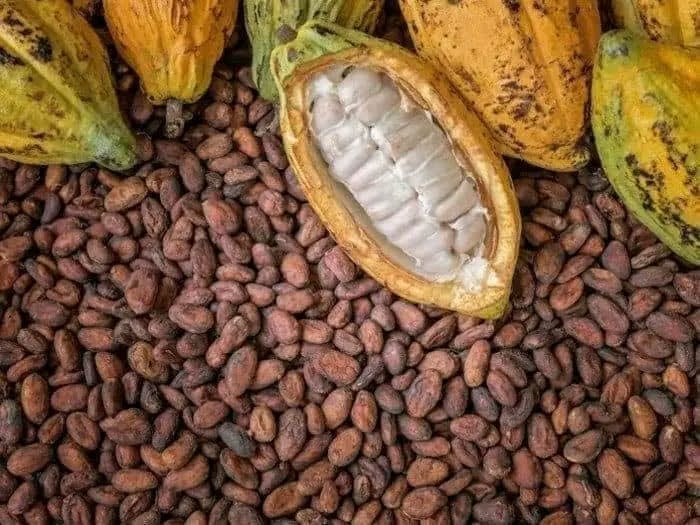 Cacao orgánico y convencional en grano x kg