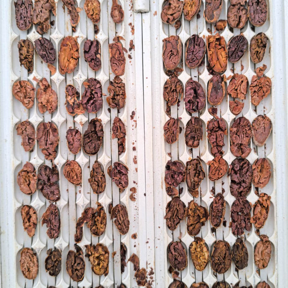 Cacao orgánico y convencional en grano x kg