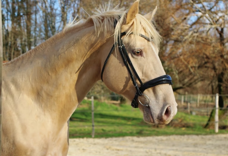 Saillie Goldenboy de Letrecas