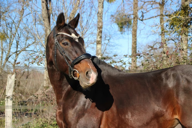 Paillettes IAC QUinoto Bois Margot