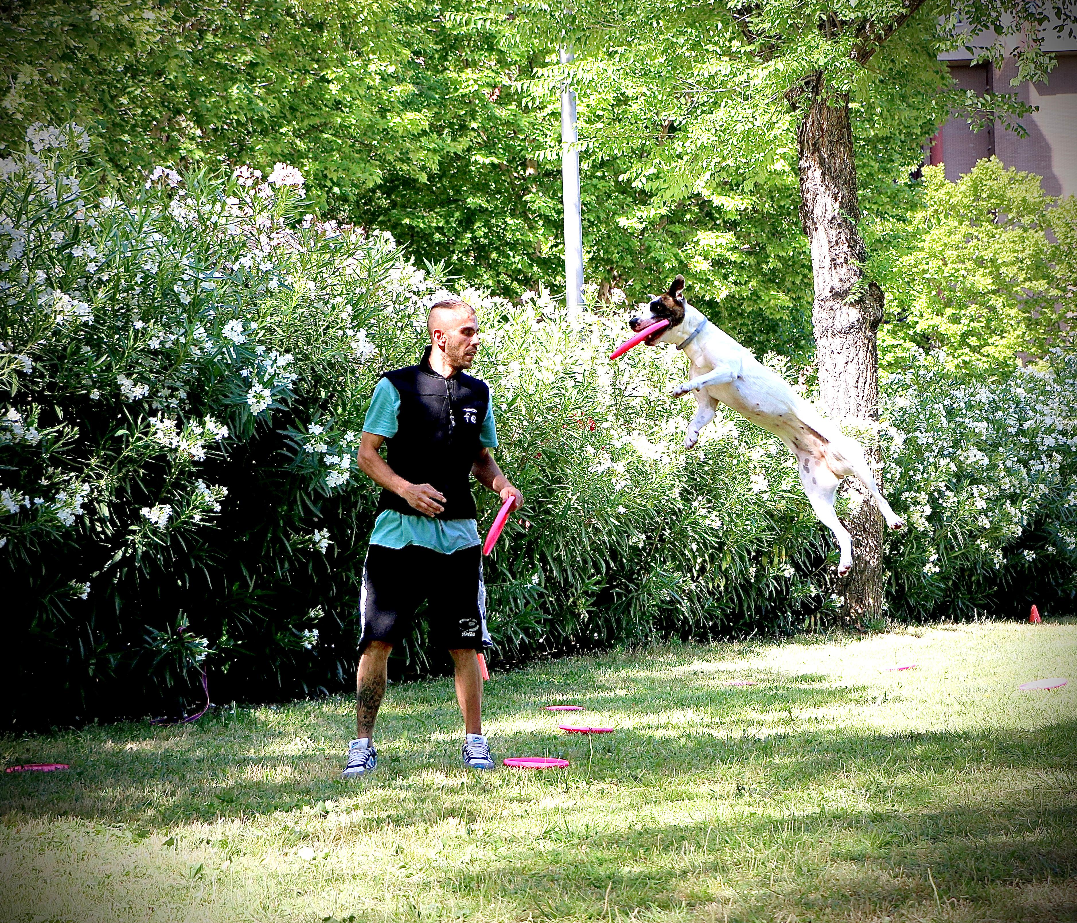 Reserva clase Discdog Online