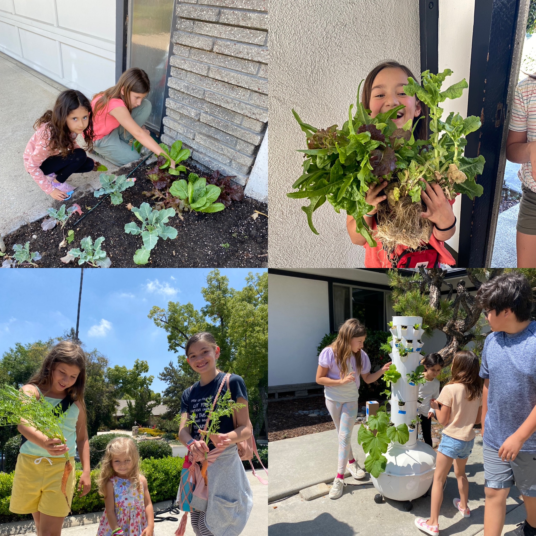 Gardening in the Cool Season - February - Teens and Tweens