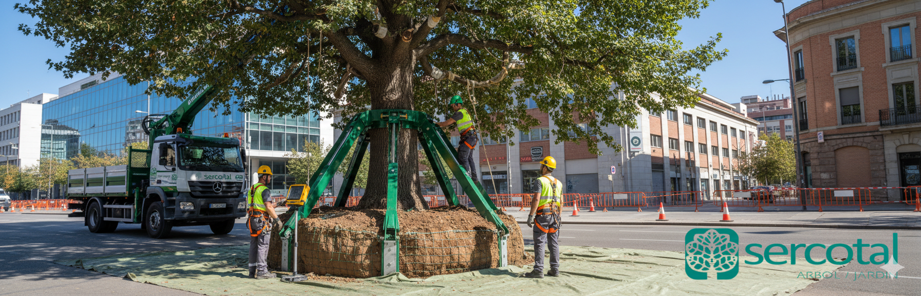 Servicio profesional: Trasplante de Arboles