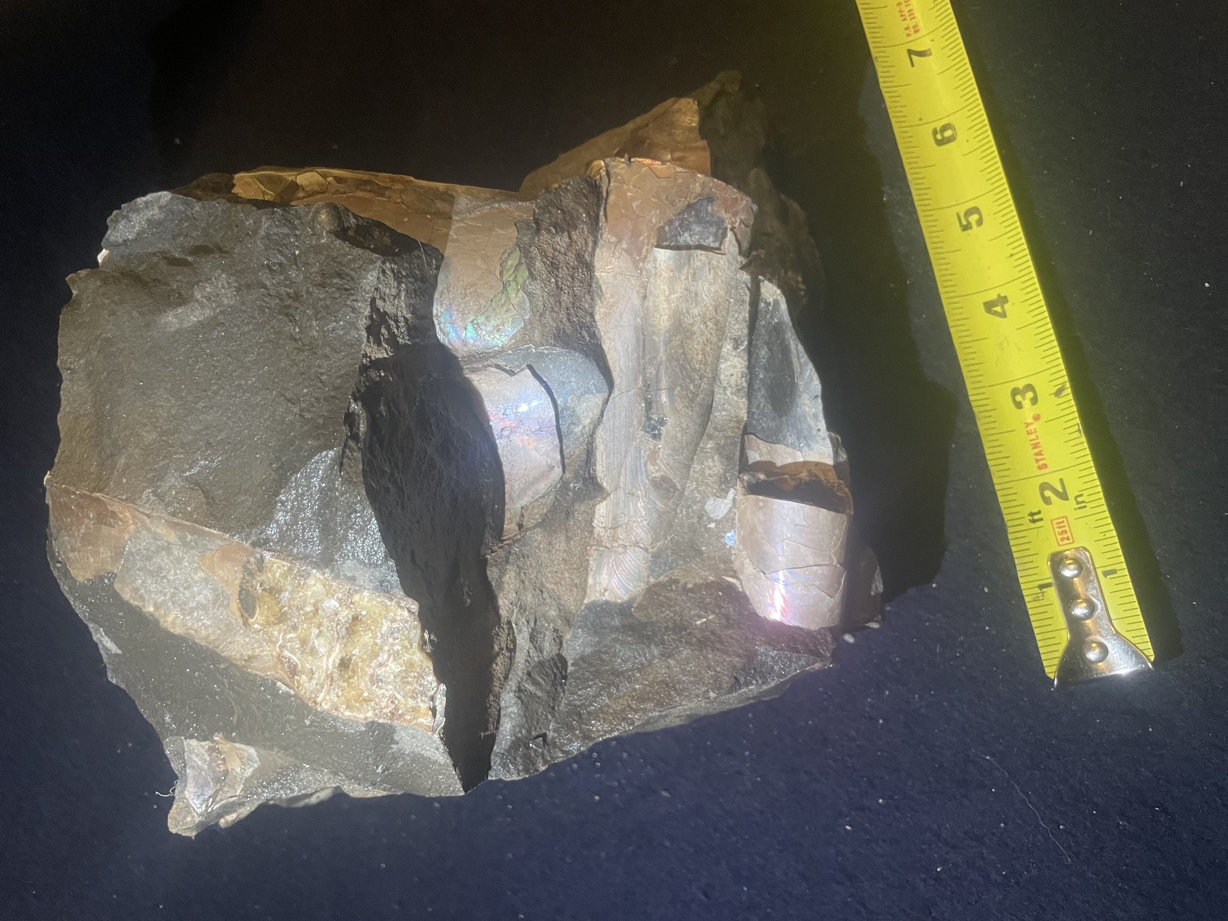 20D - Opalized Baculite 