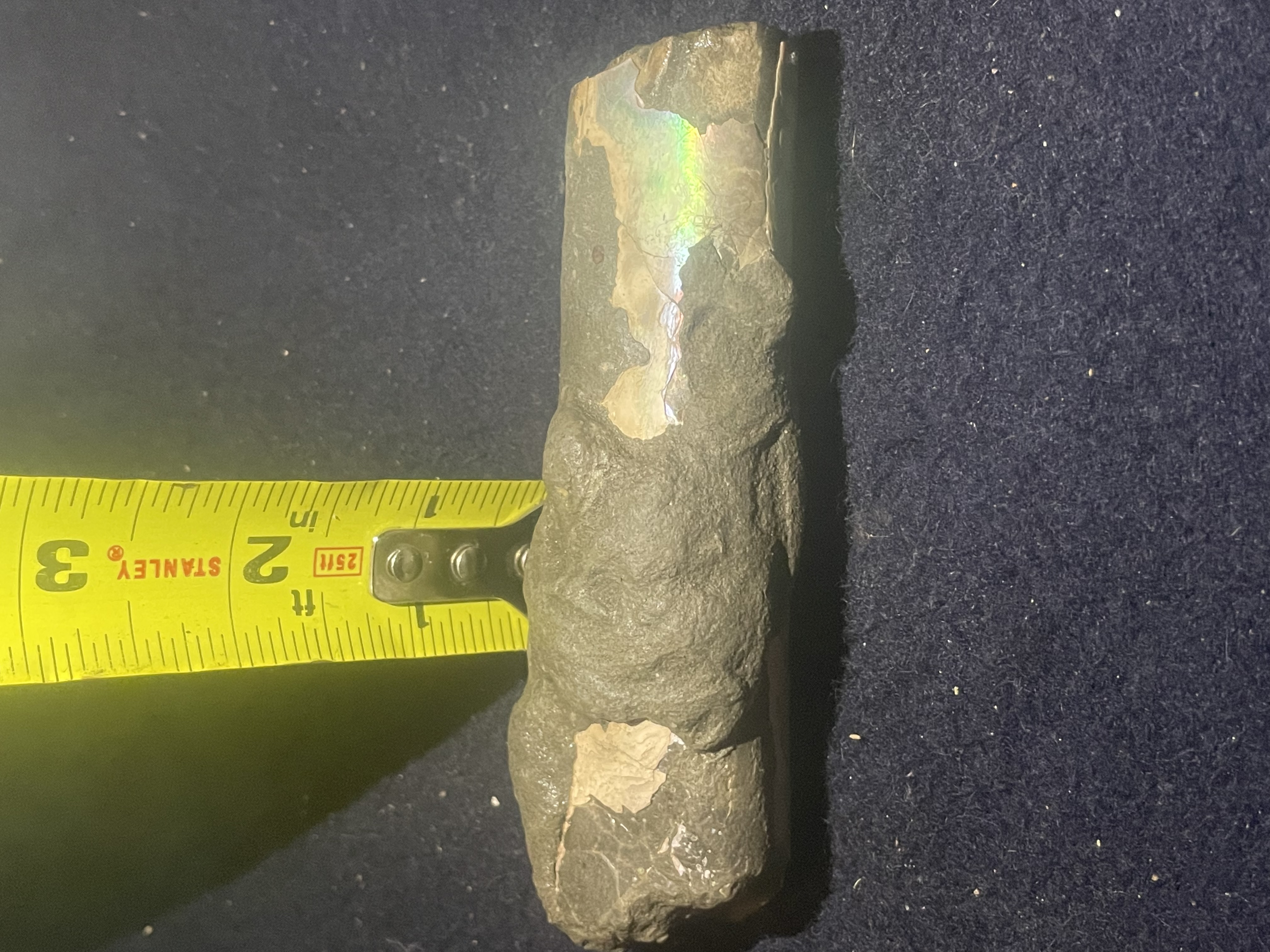 8D - Opalized Baculite 