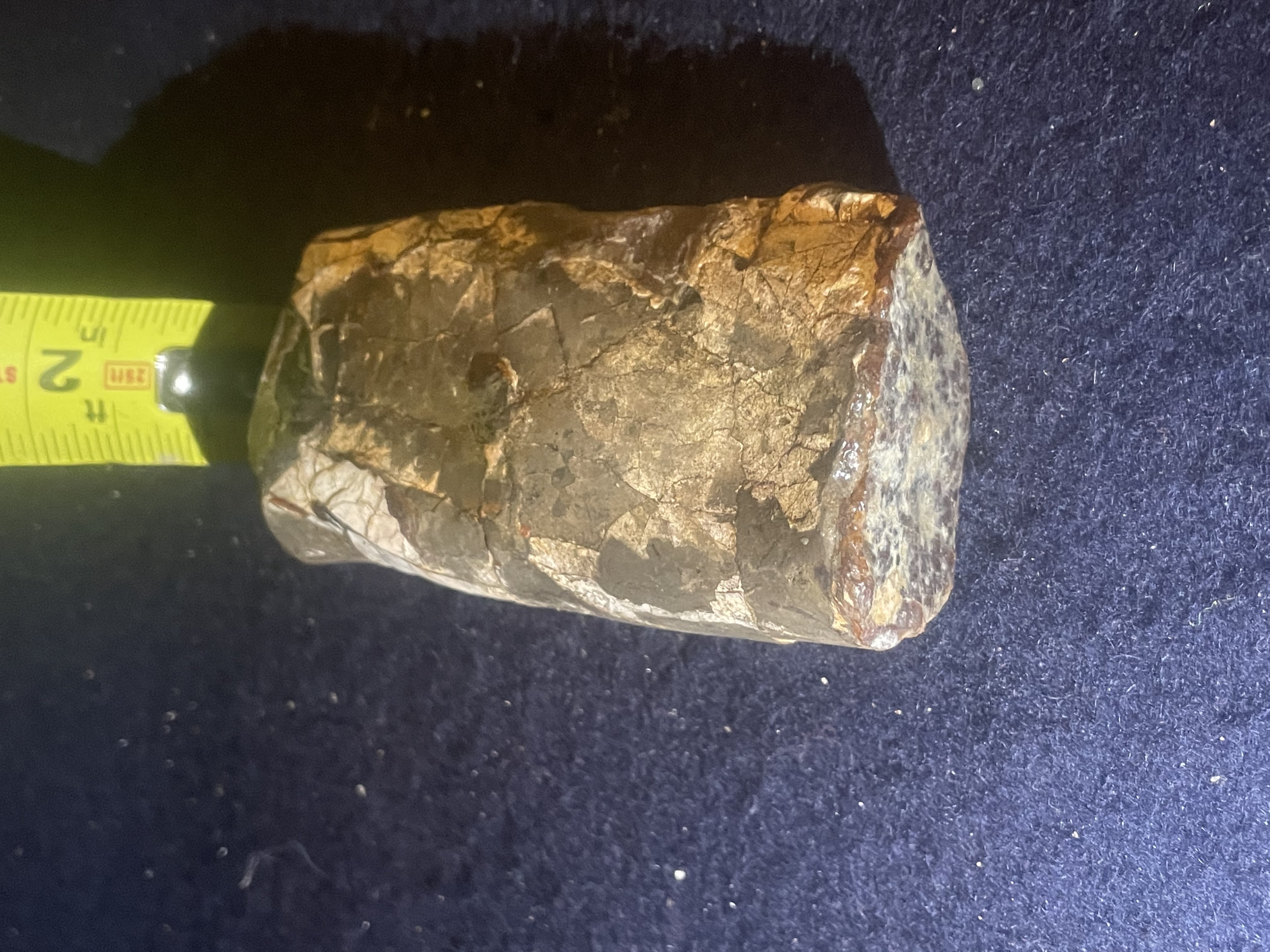 12D - Opalized Baculite