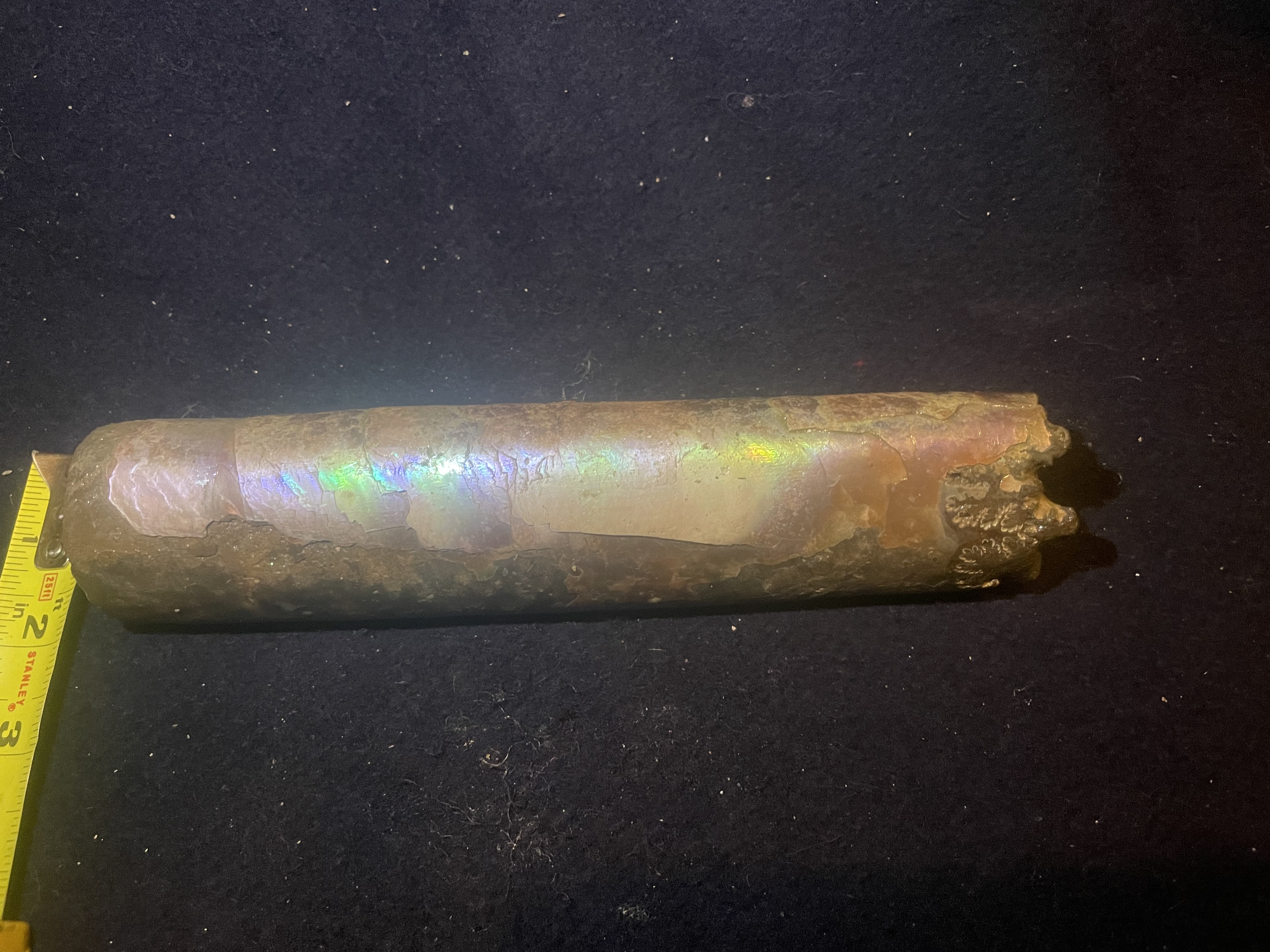 17D - Opalized Baculite 