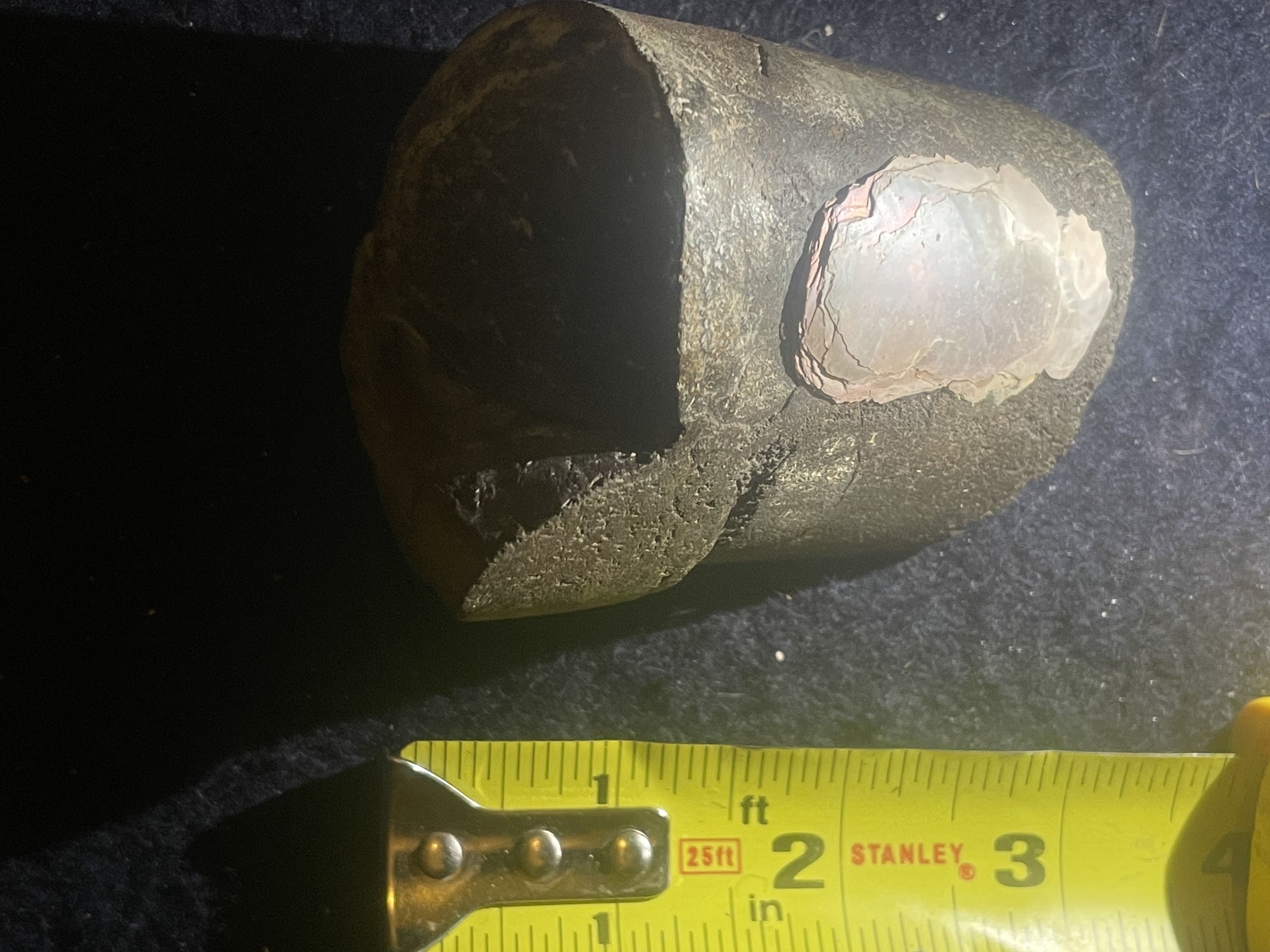 5D - Opalized Baculite 