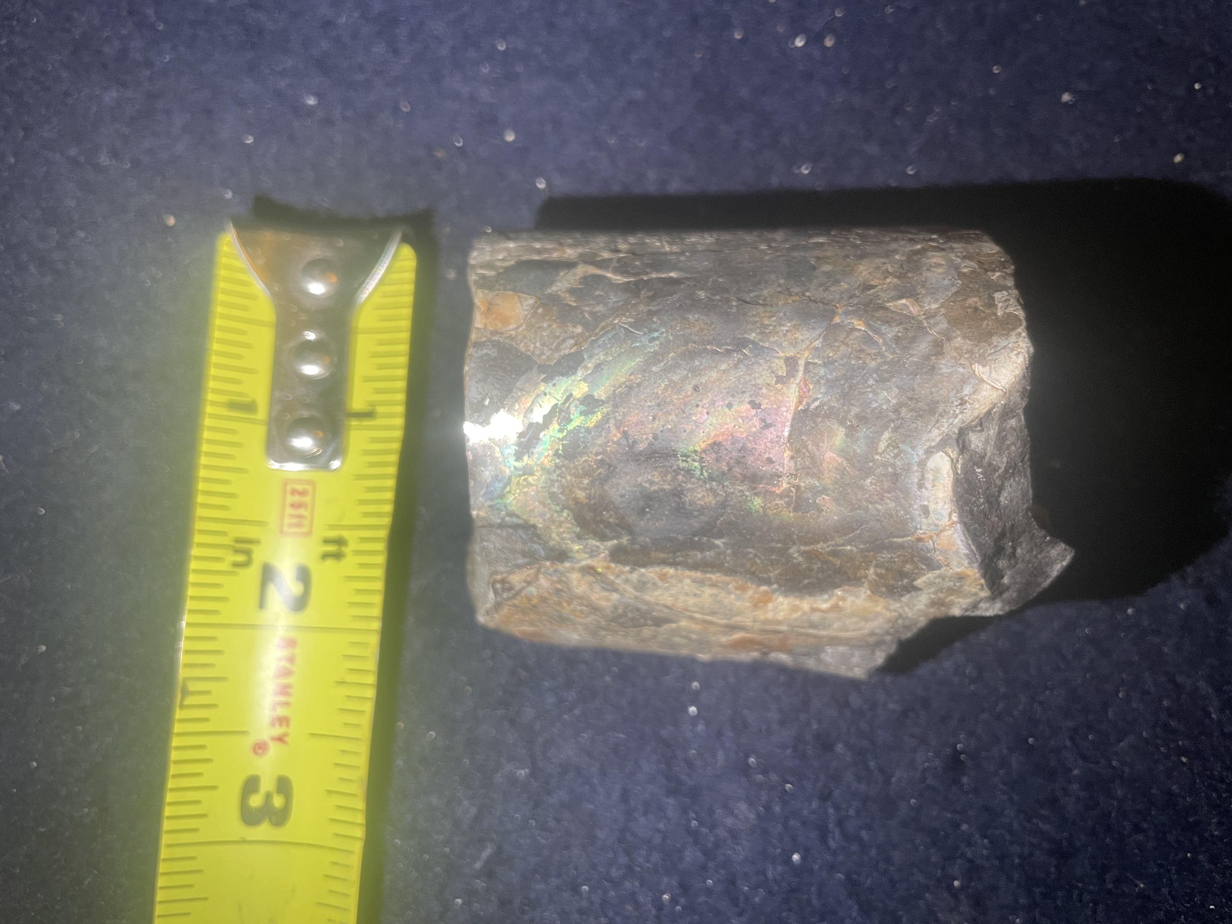 2D - Opalized Baculite 