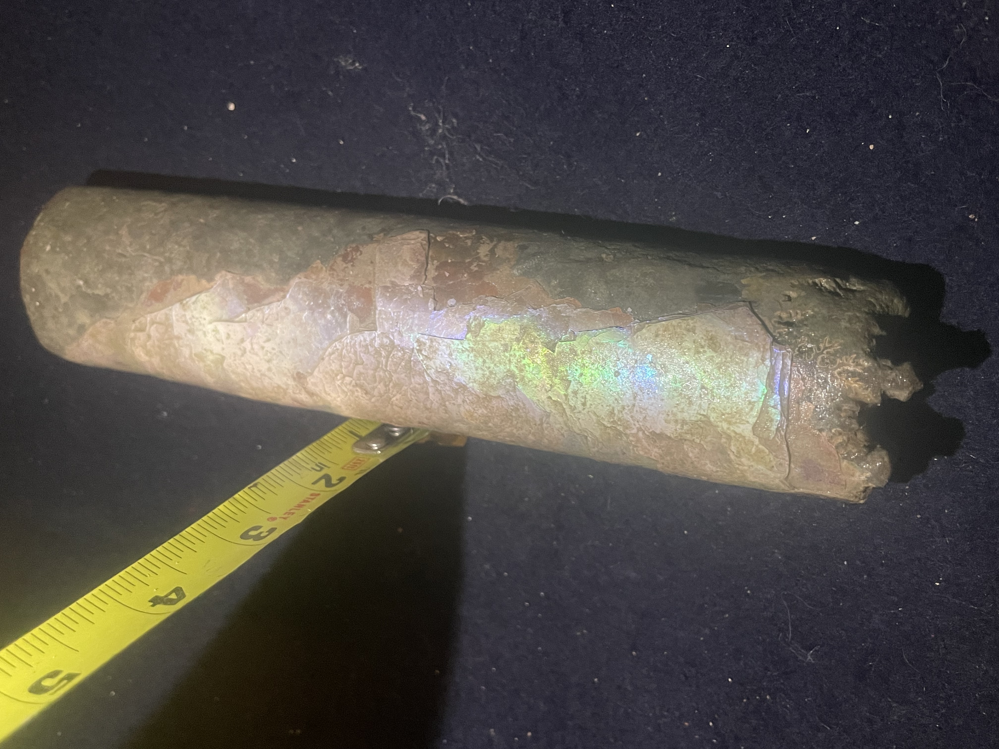 17D - Opalized Baculite 