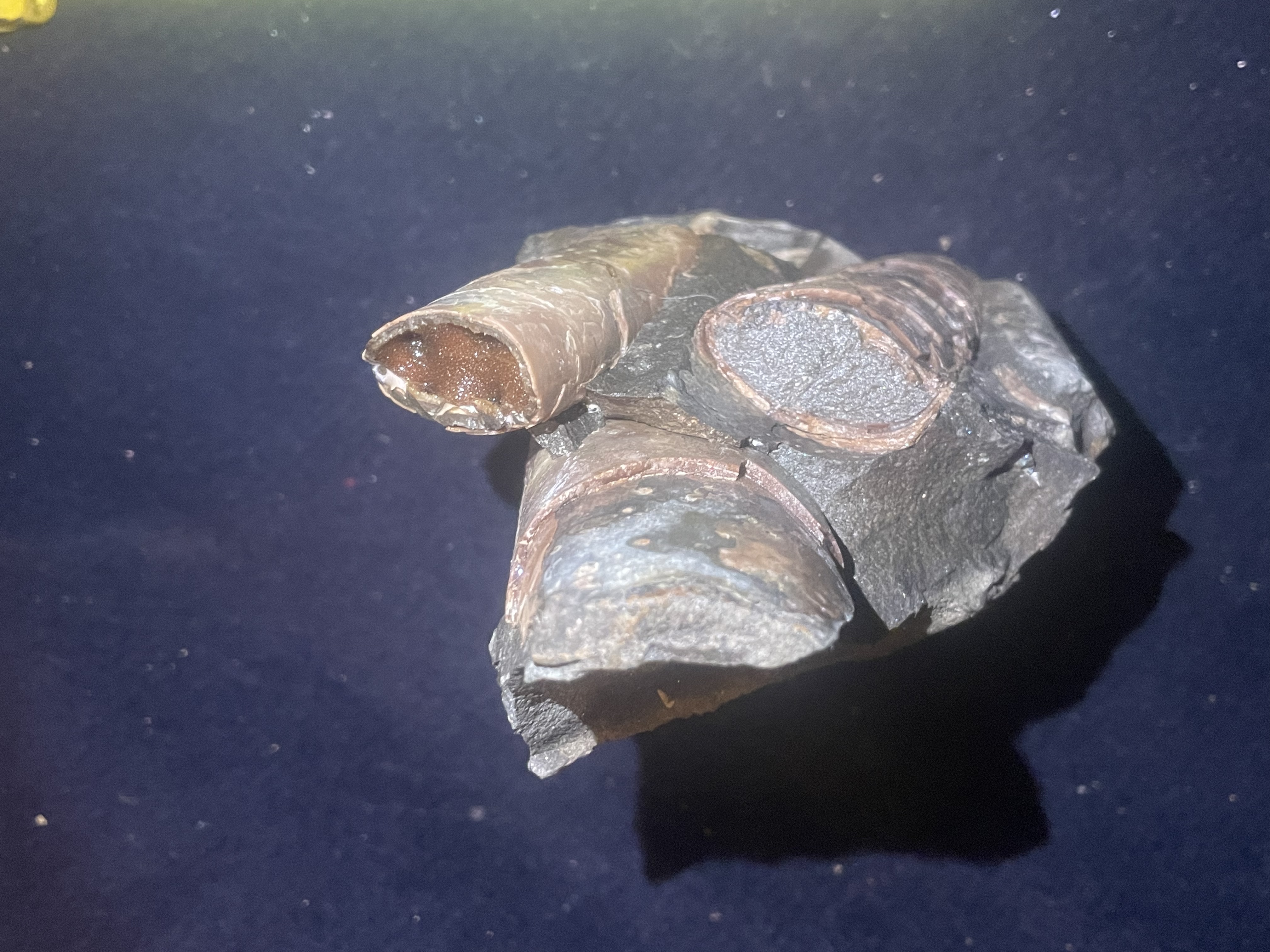 18D - Opalized Baculite 