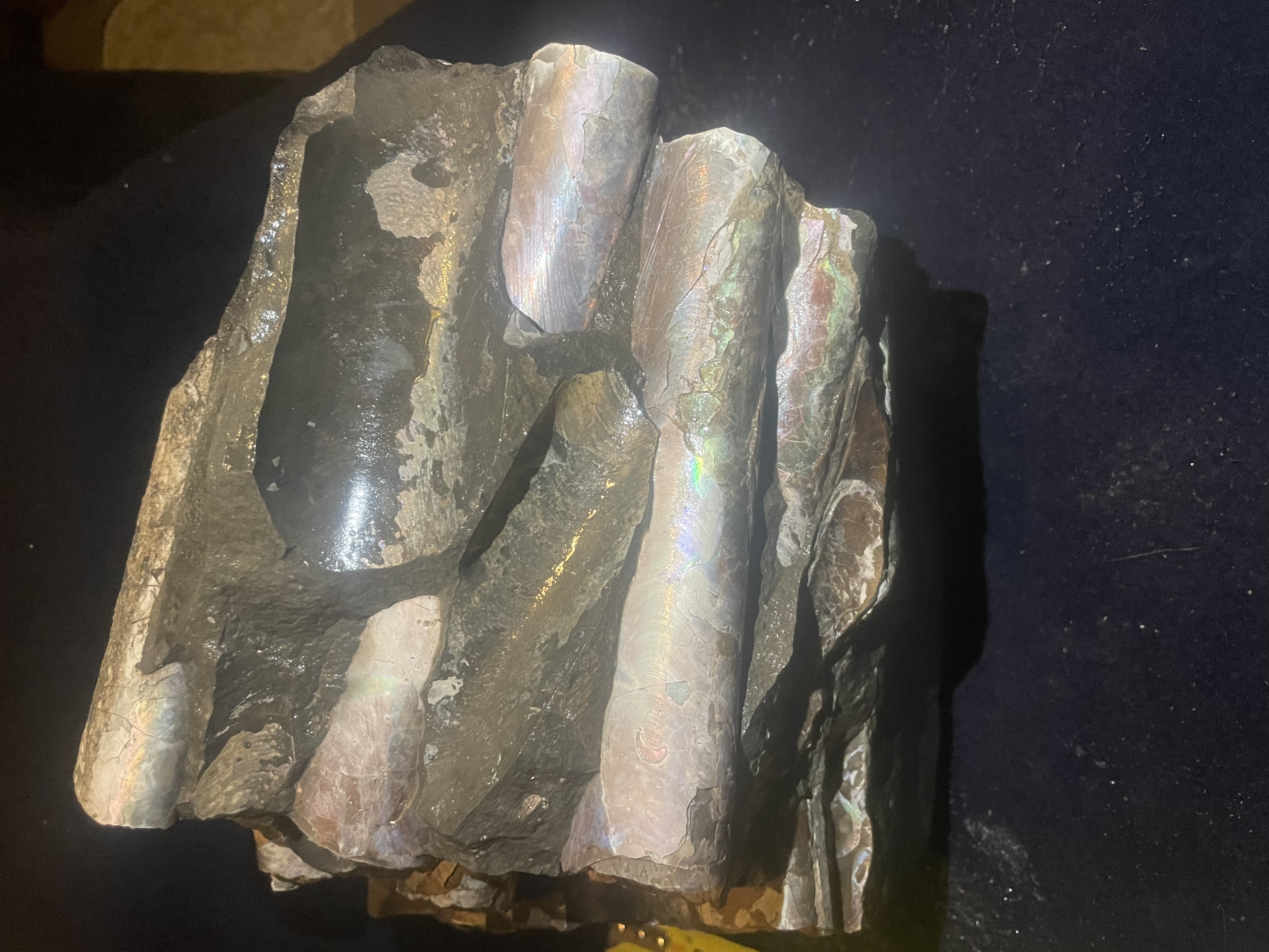 22D - Opalized Baculite 