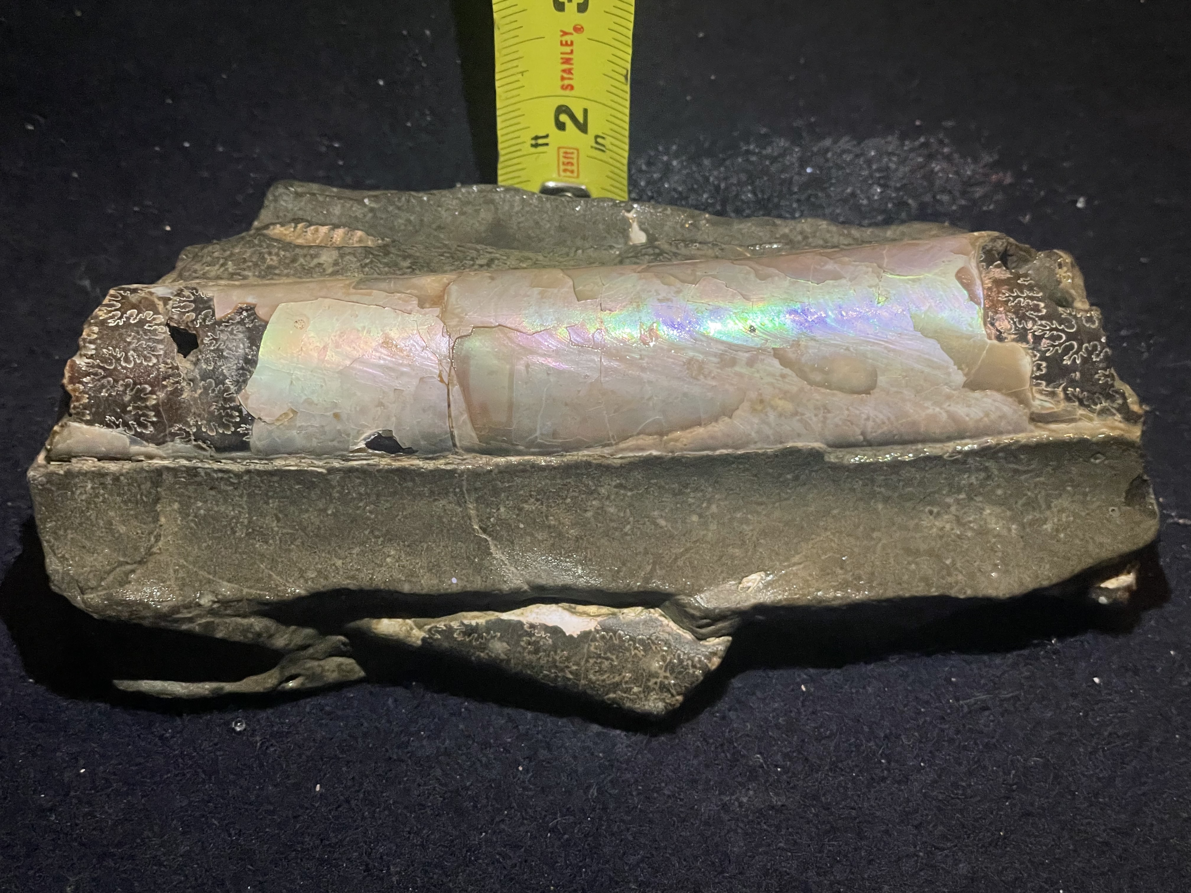 19D - Opalized Baculite 