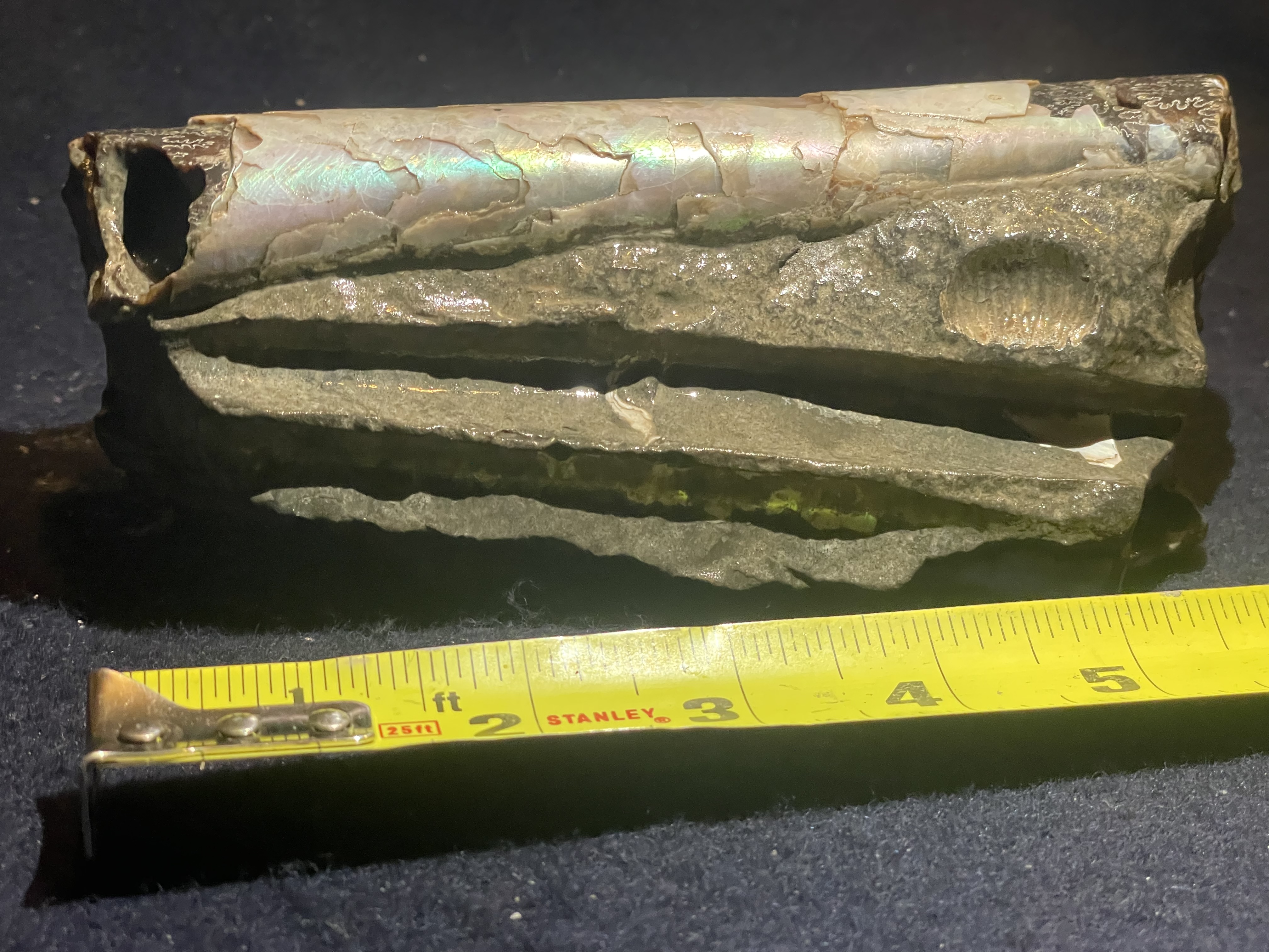 19D - Opalized Baculite 