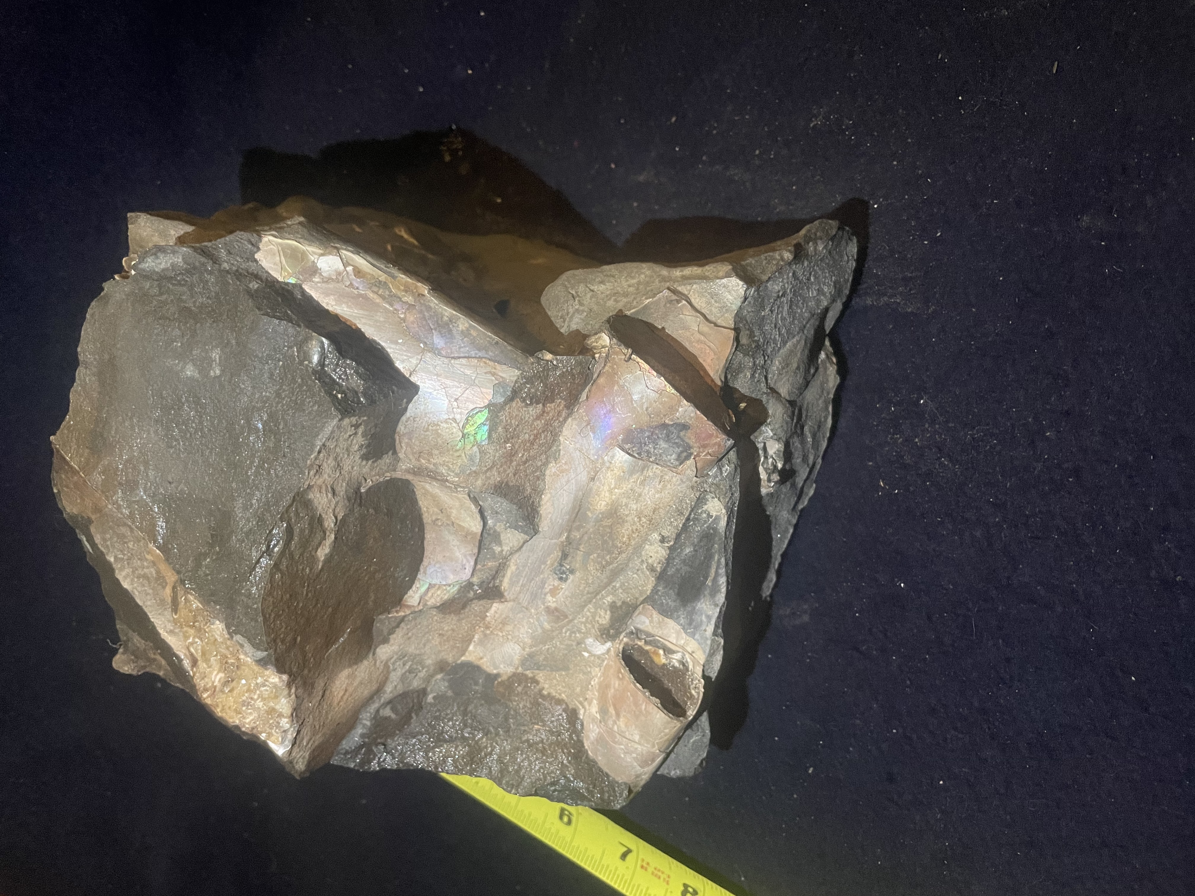 20D - Opalized Baculite 