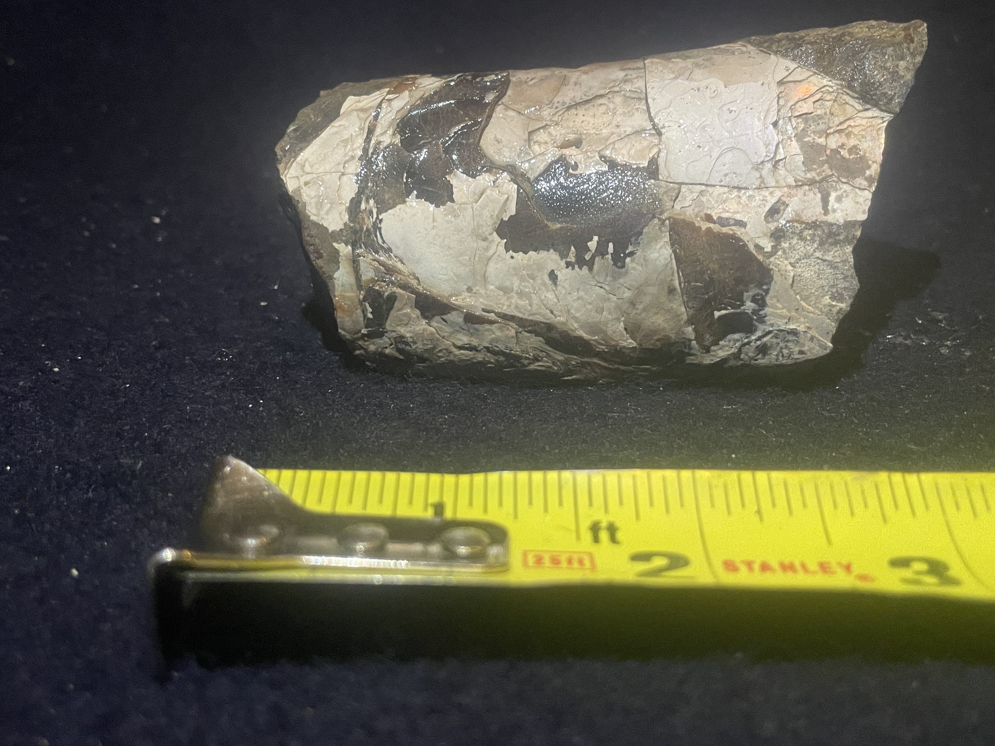 4D - Opalized Baculite 