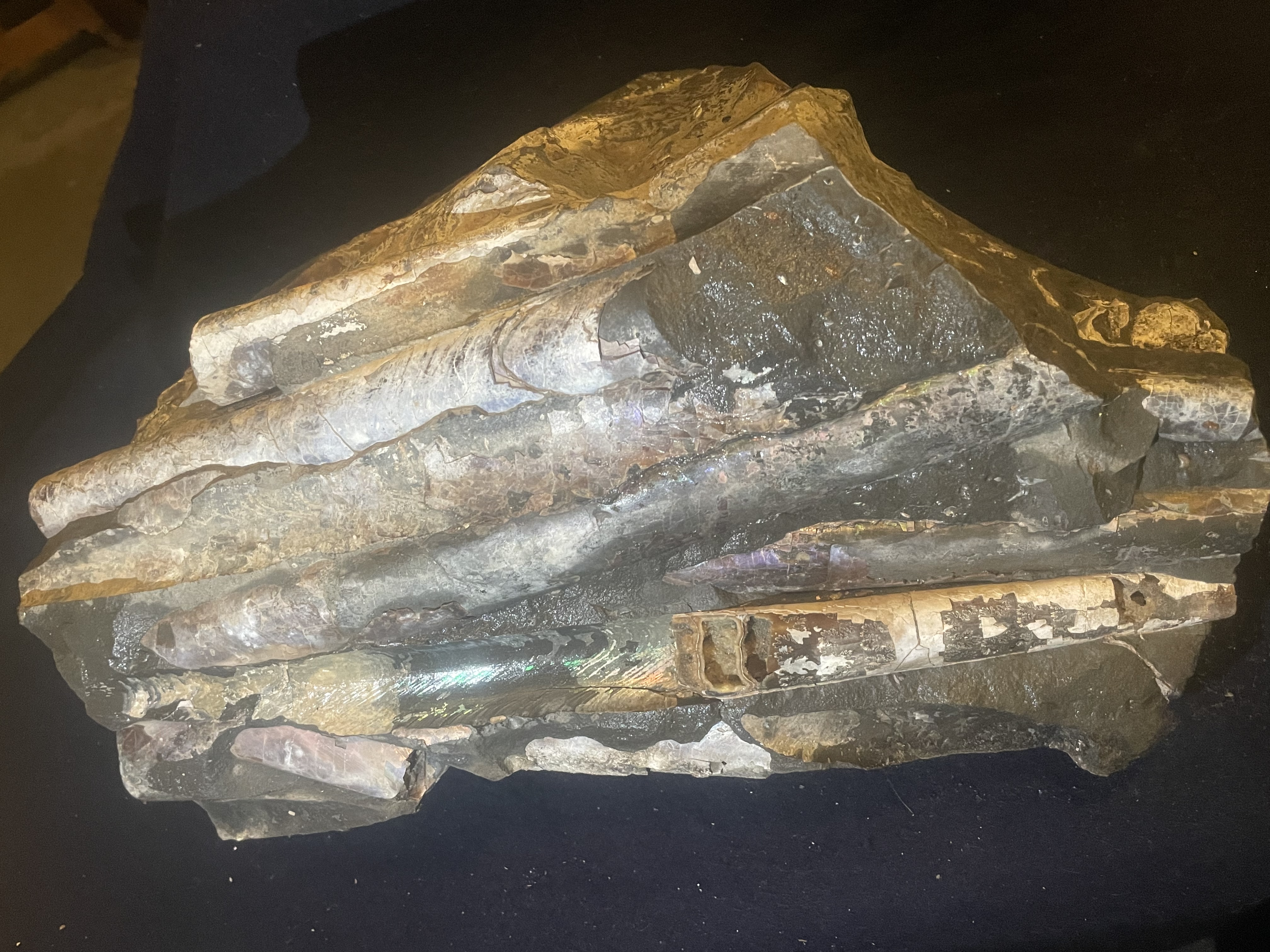 23D - Opalized Baculite