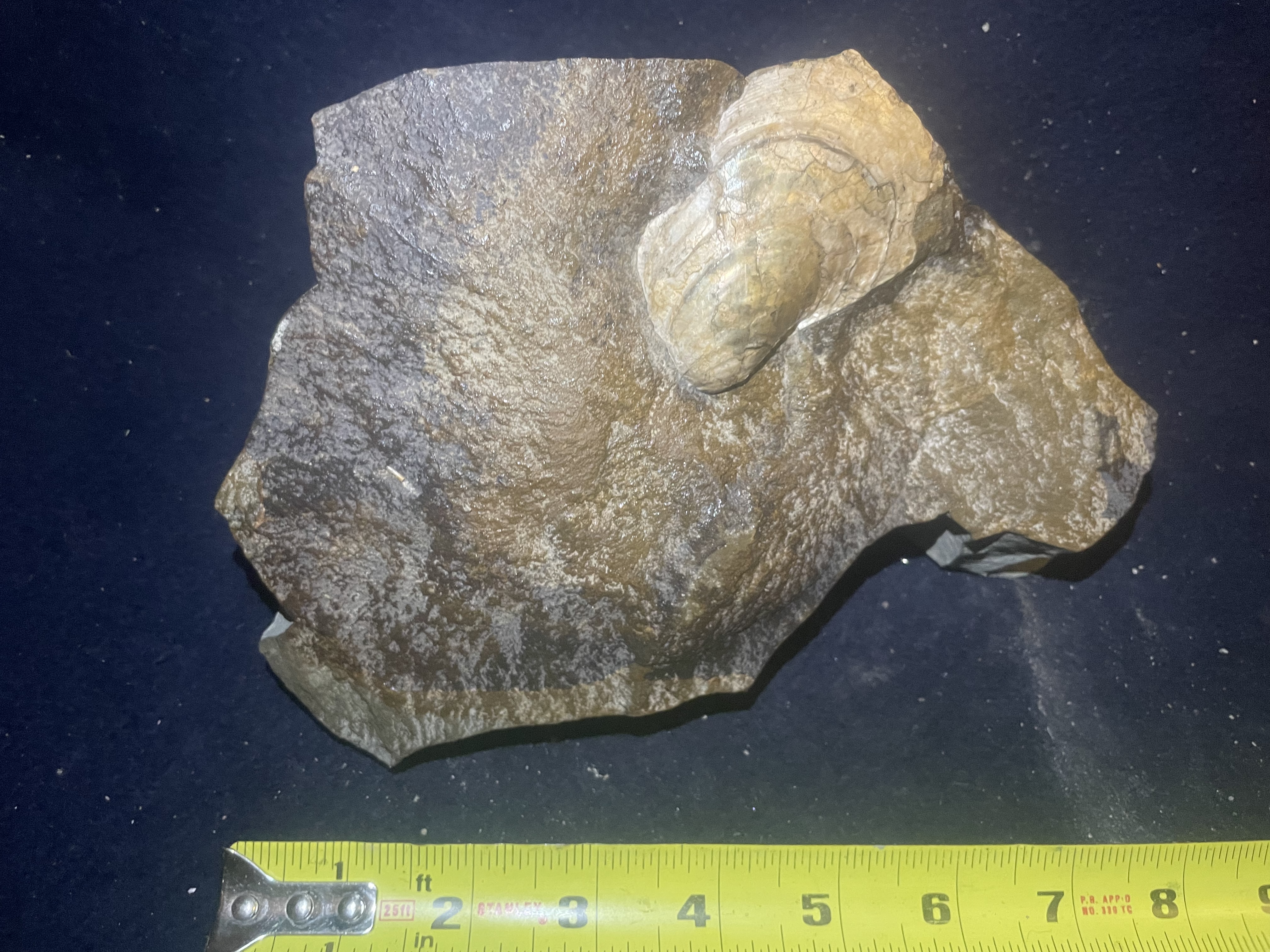 21D - Opalized Prehistoric Shell in Concretion 