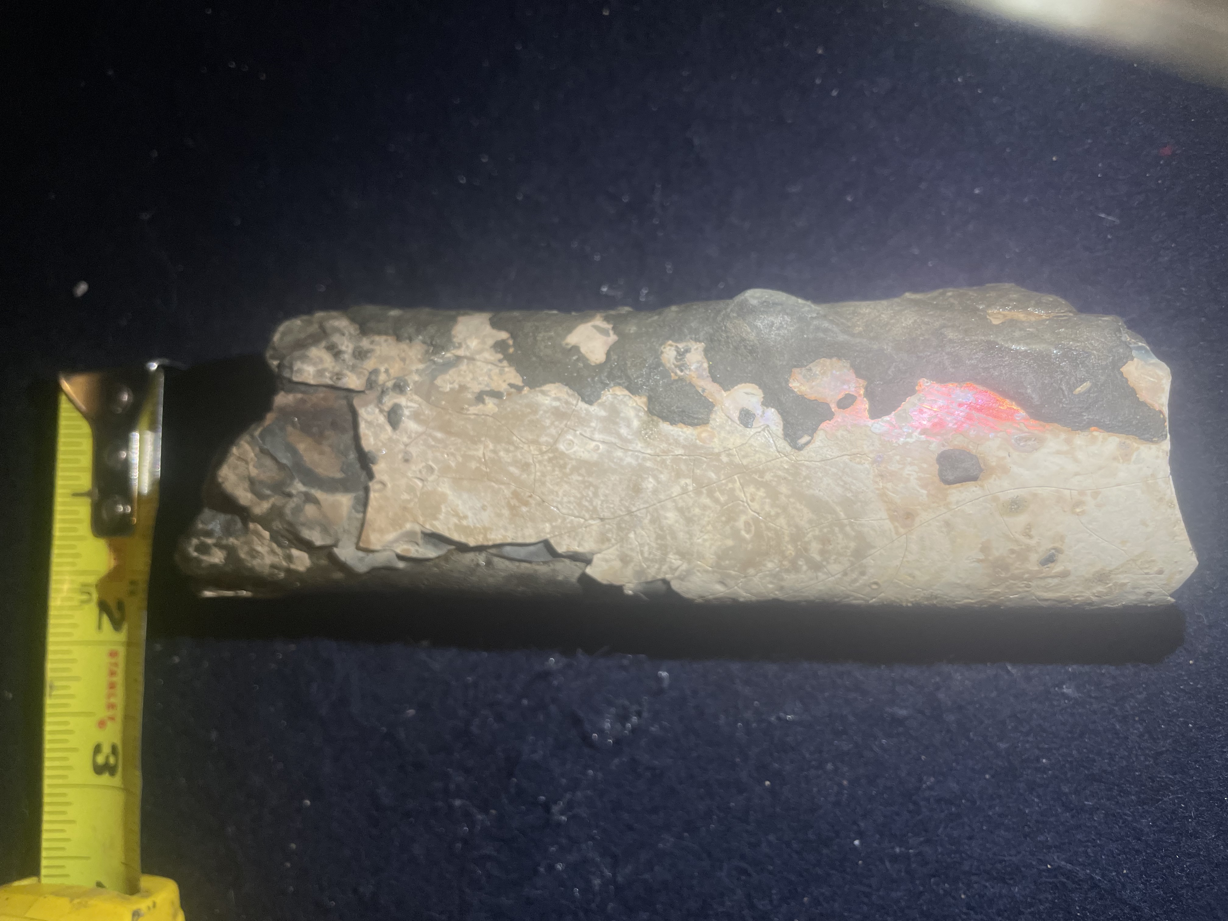 15D - Opalized Baculite