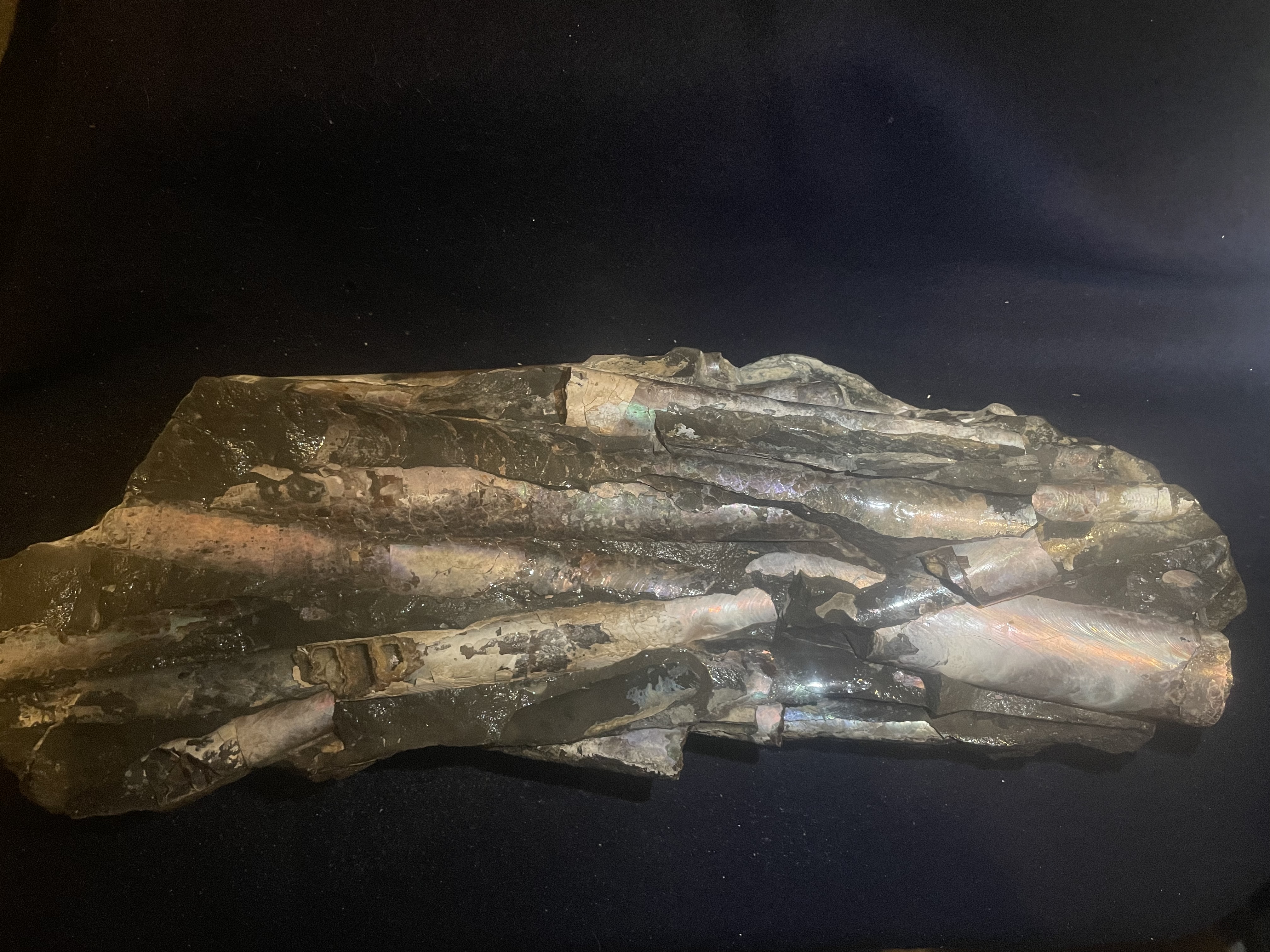 24D - Opalized Baculite 