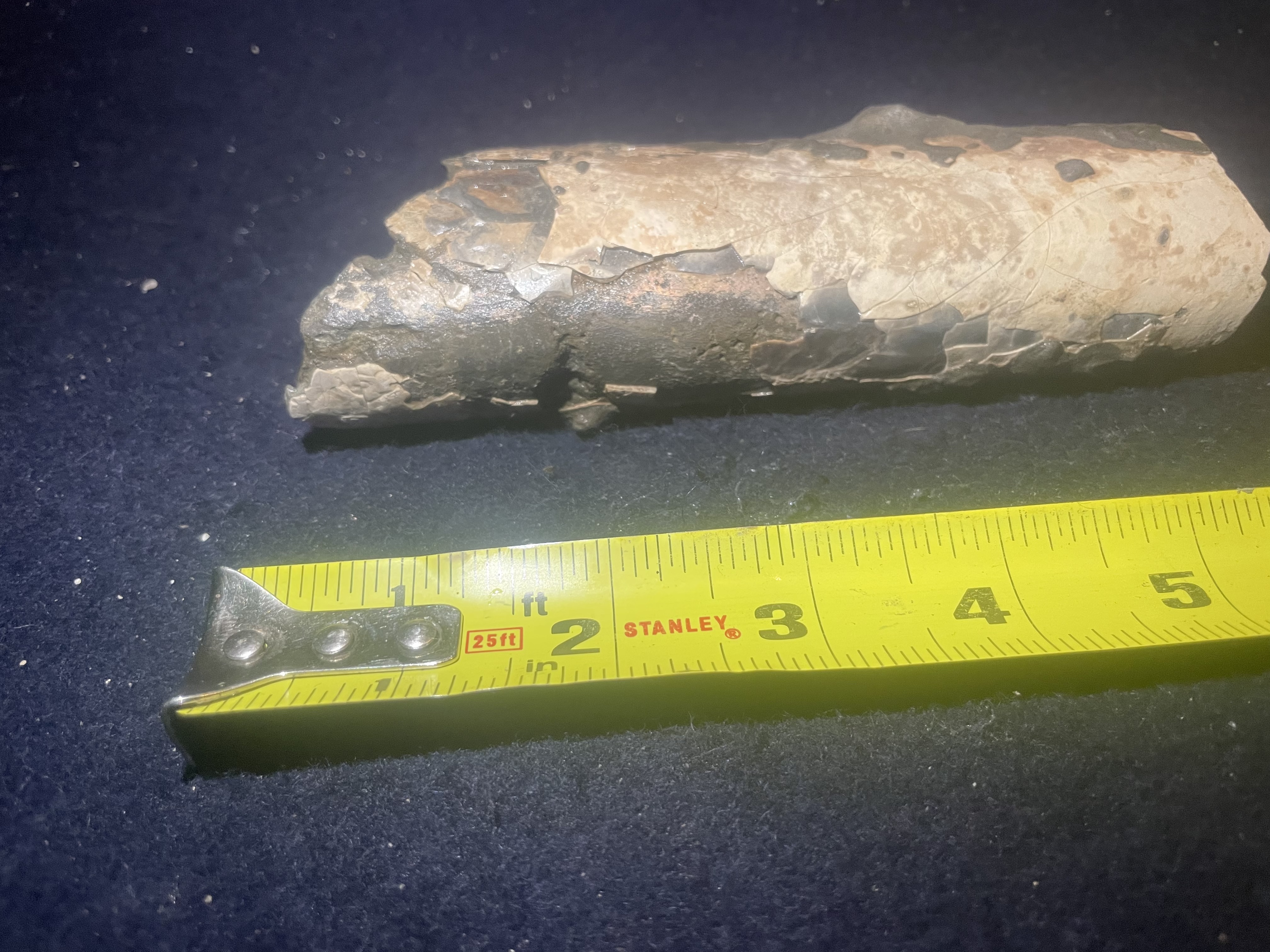 15D - Opalized Baculite 