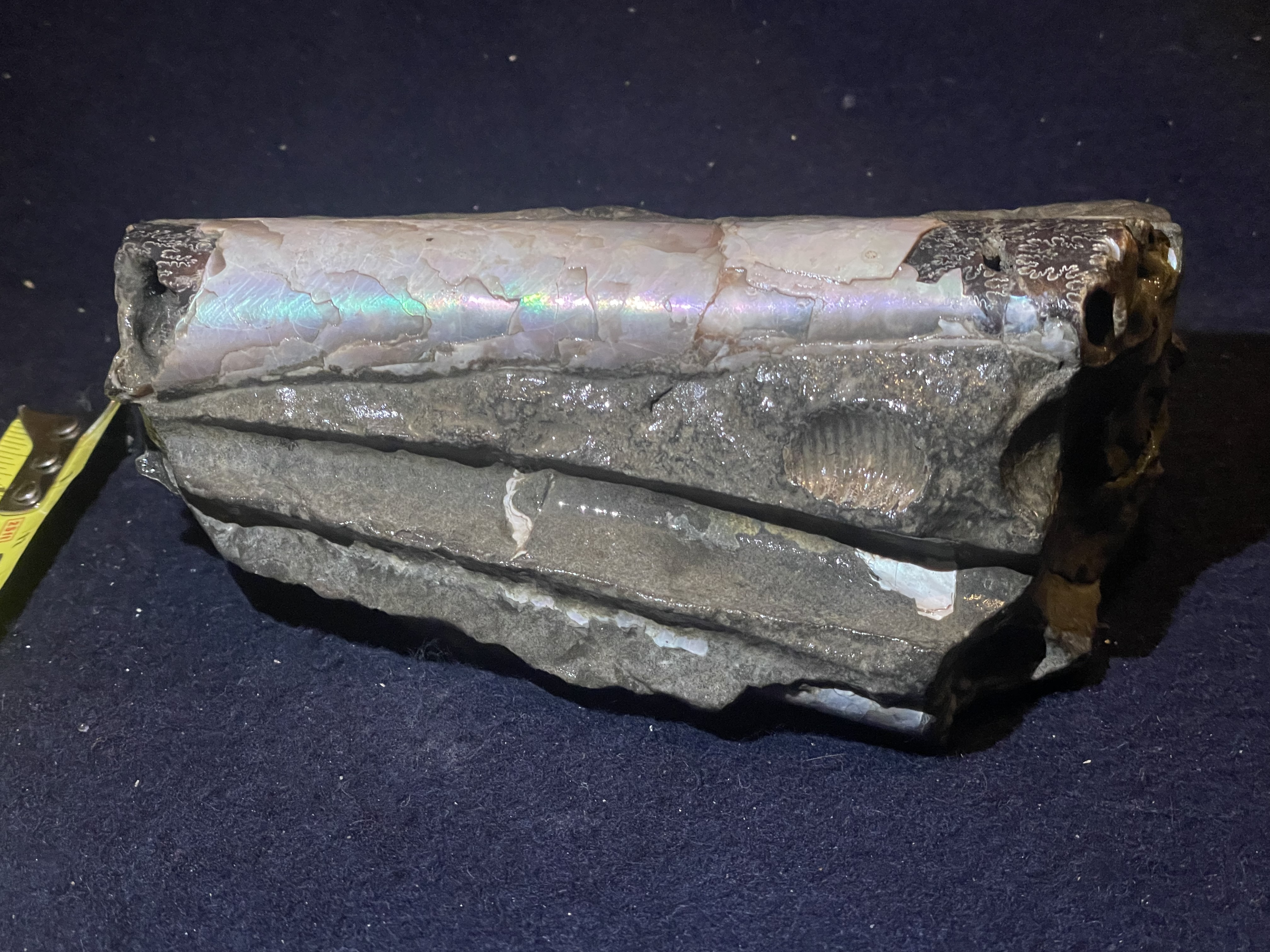 19D - Opalized Baculite