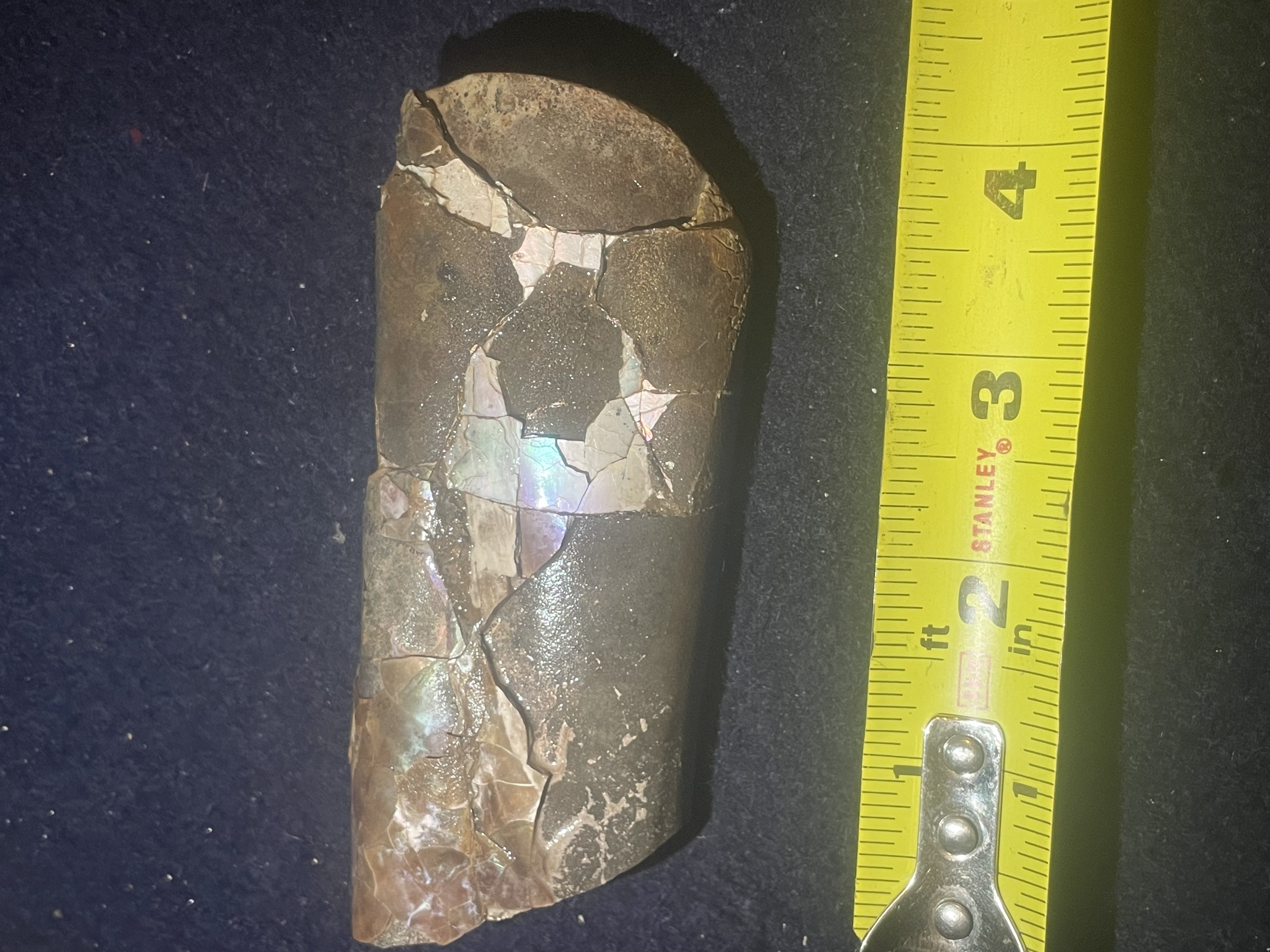 11D - Opalized Baculite