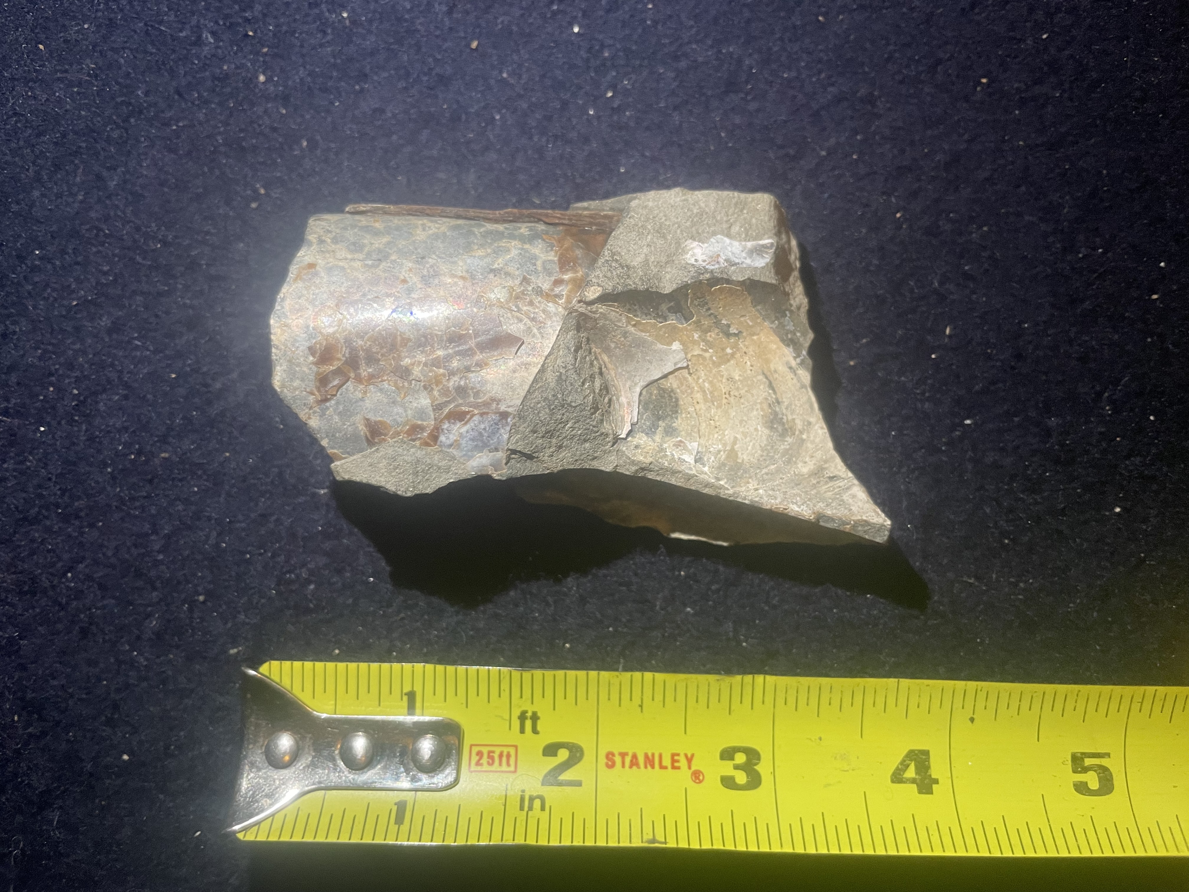 1D - Opalized Baculite 