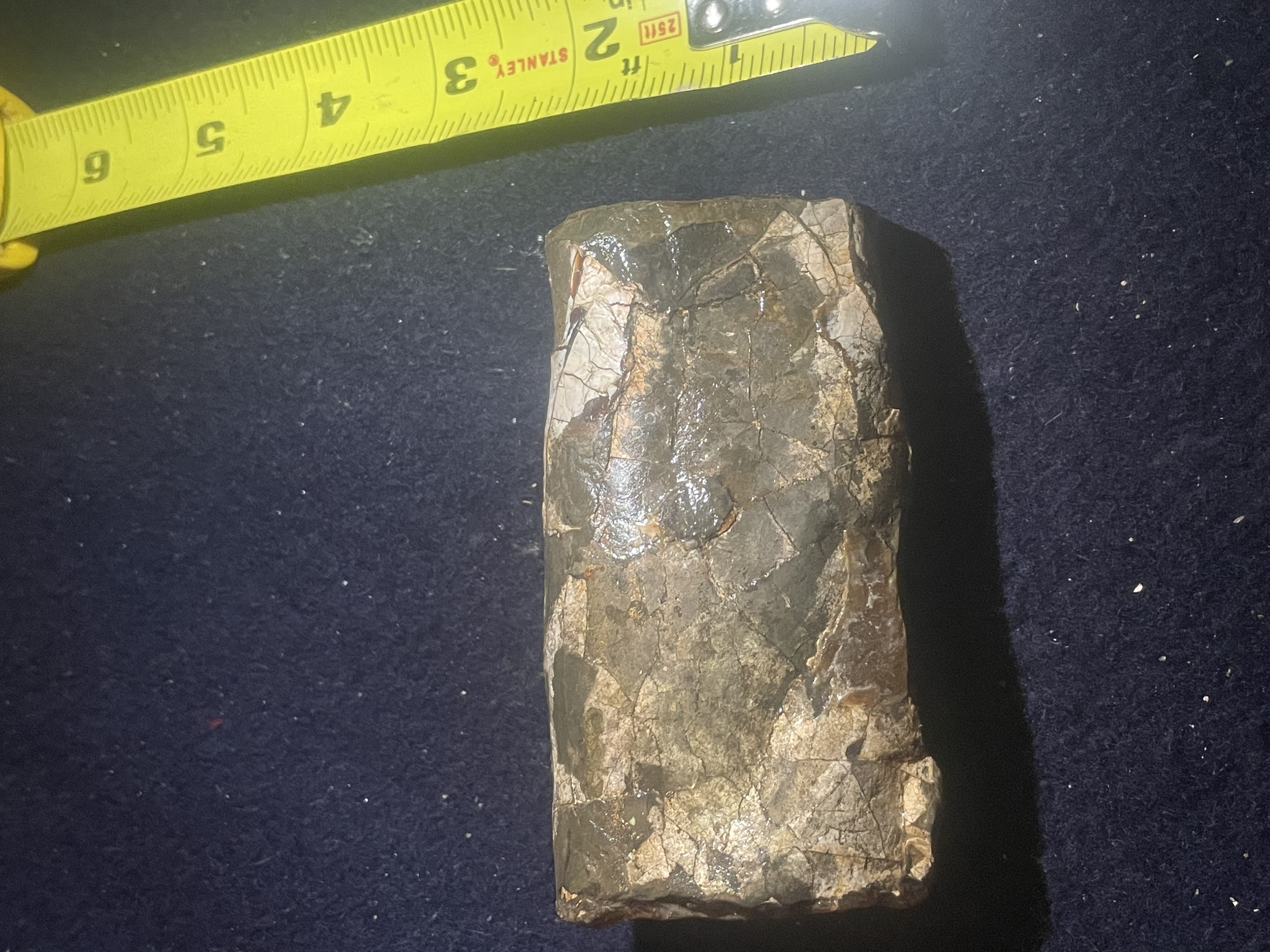 12D - Opalized Baculite 