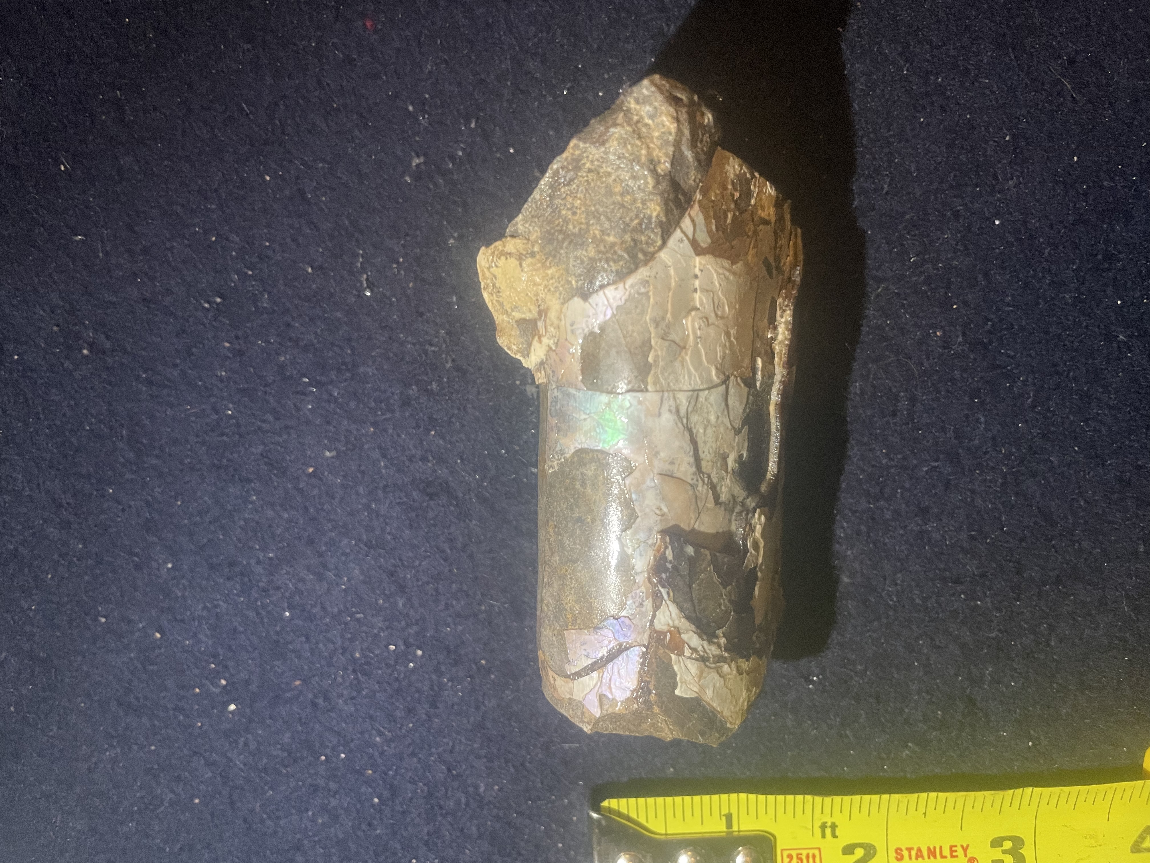 4D - Opalized Baculite 