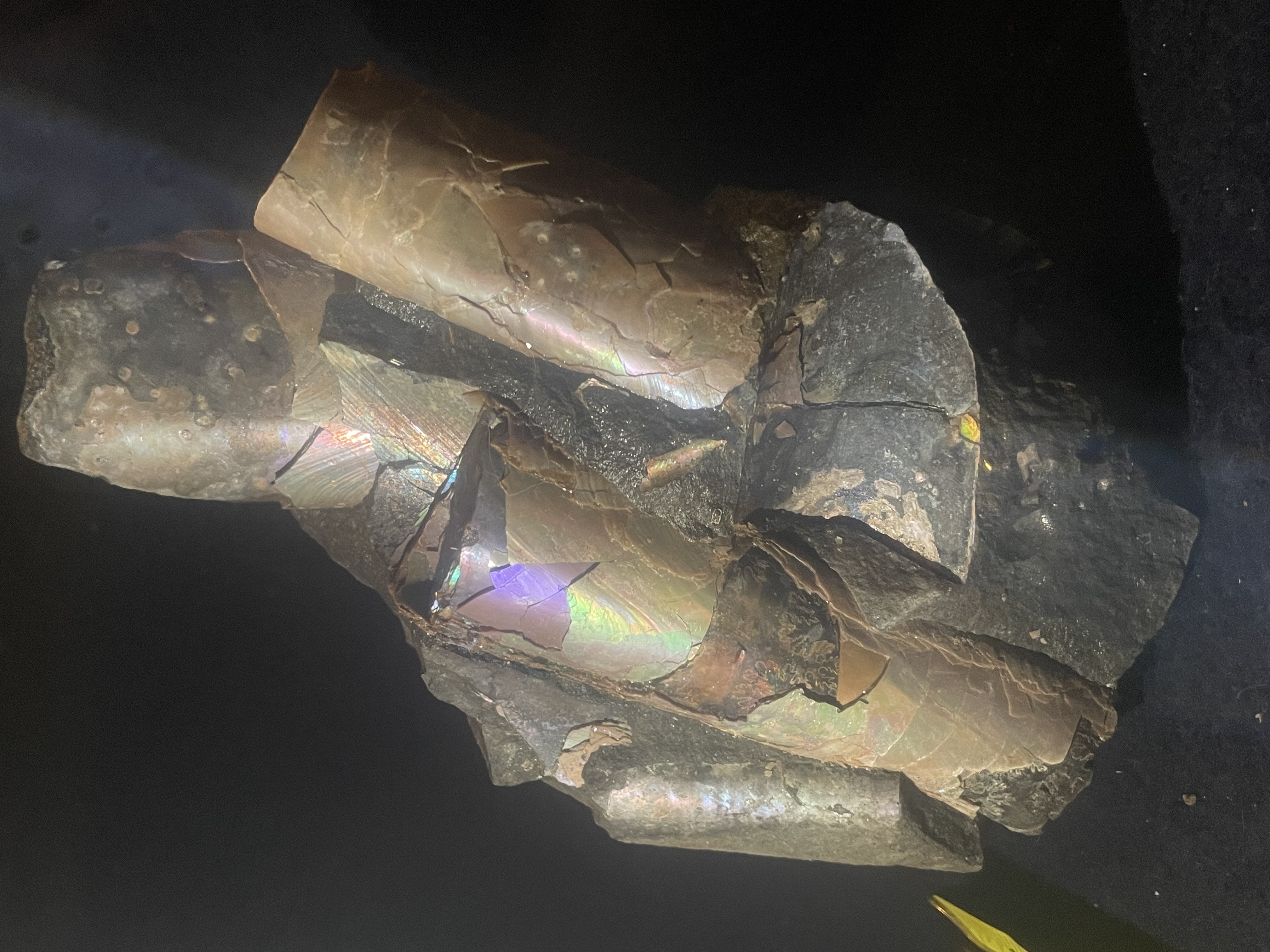 18D - Opalized Baculite