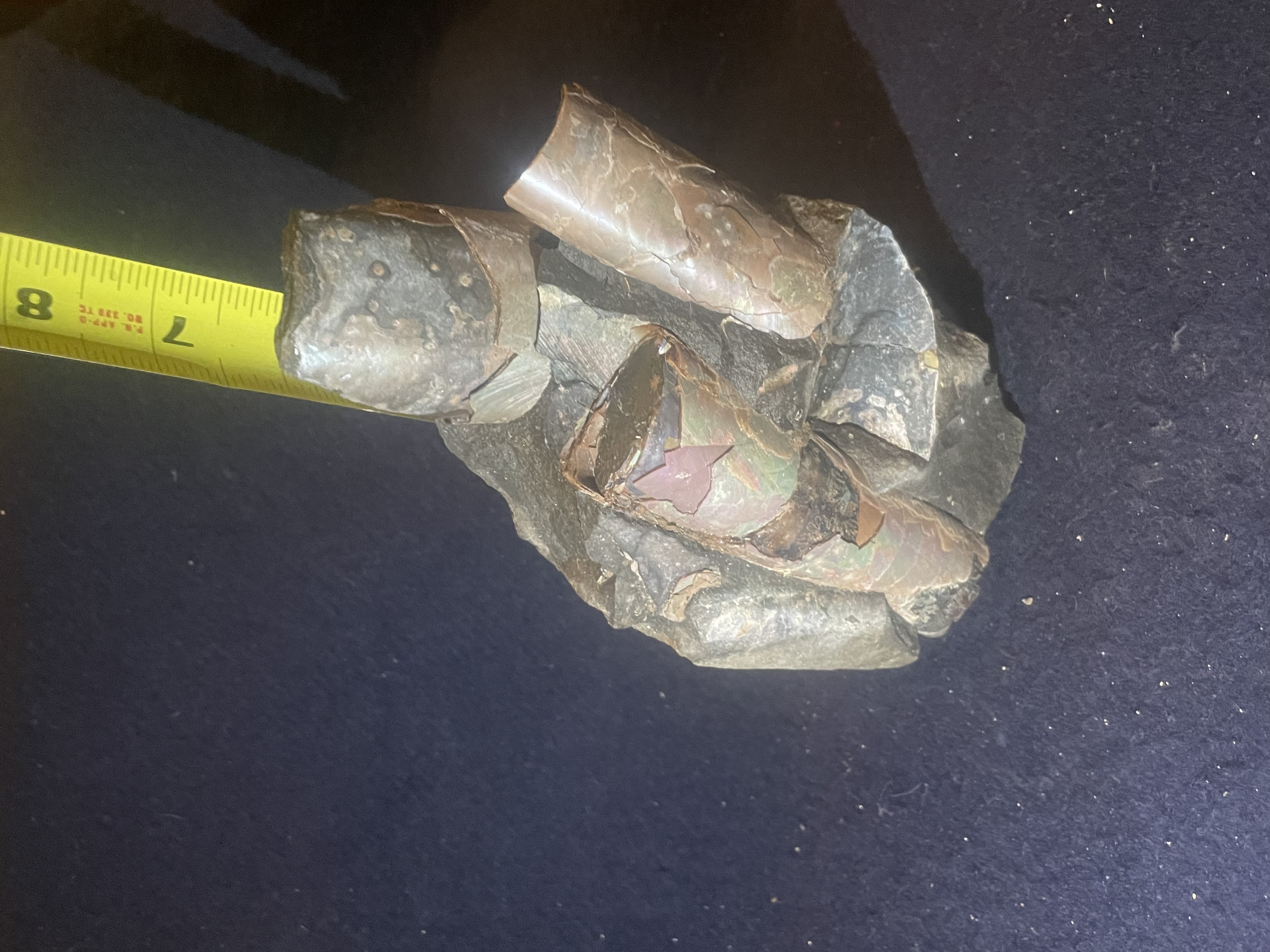 18D - Opalized Baculite 