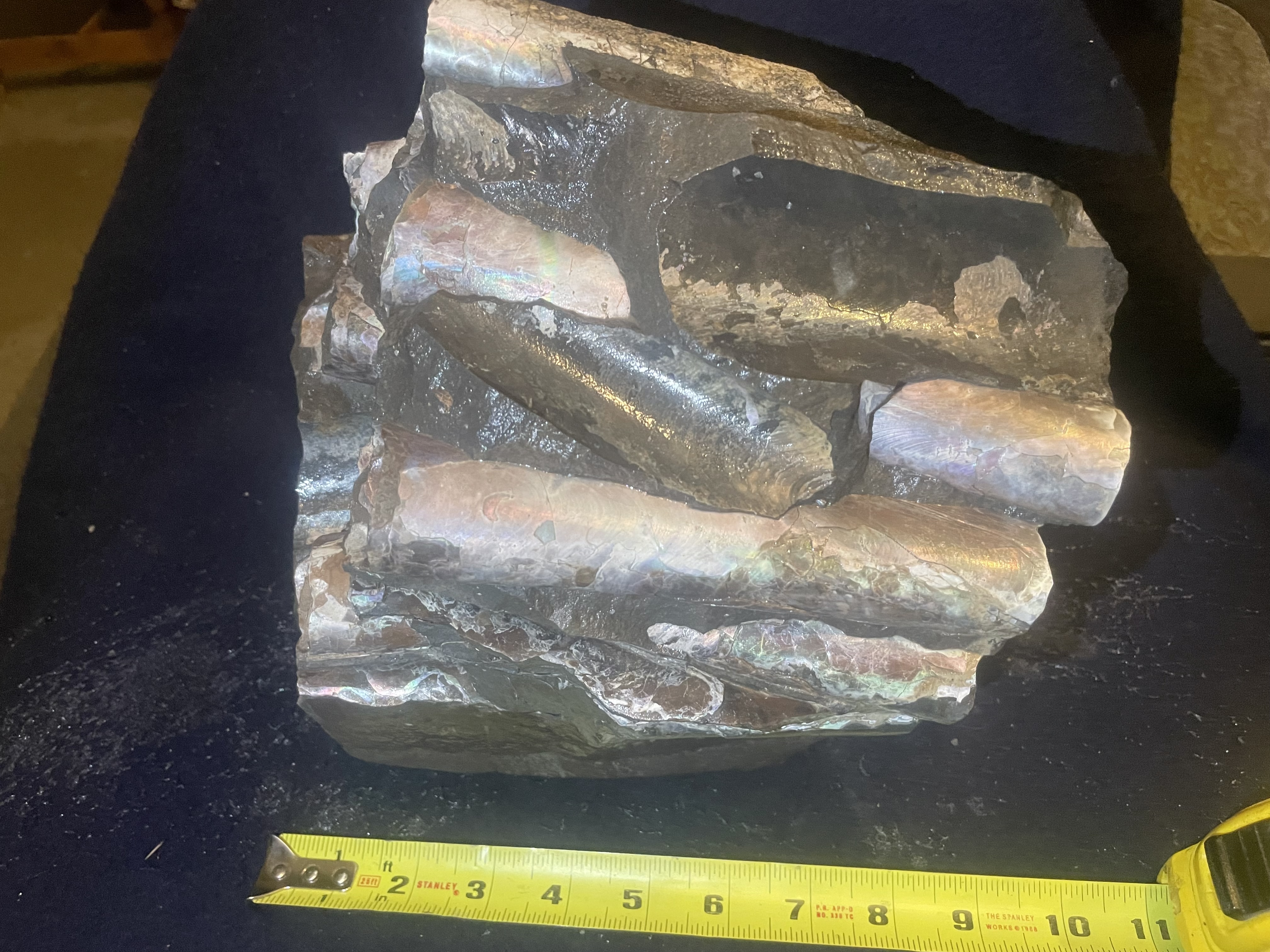 22D - Opalized Baculite 