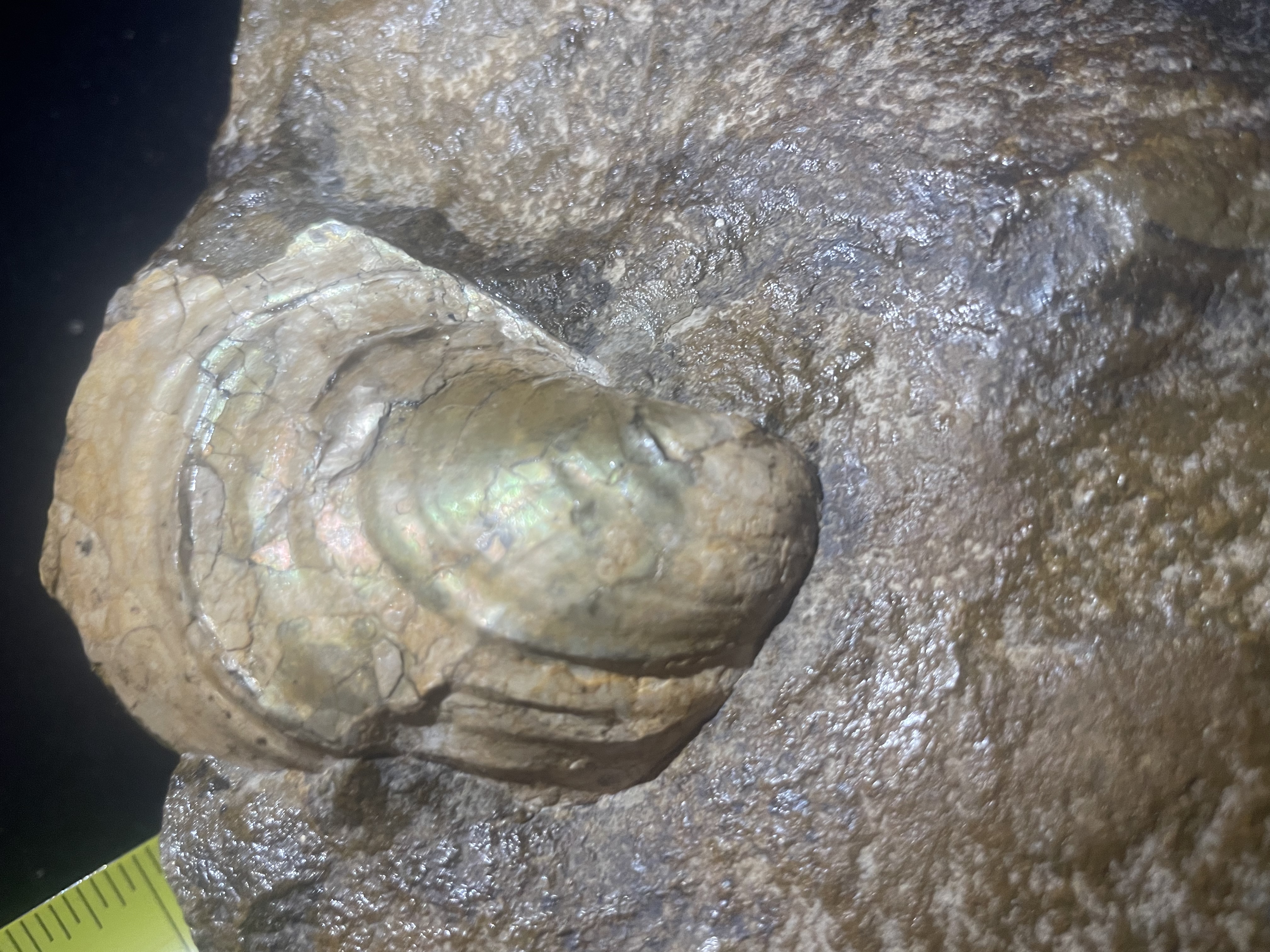 21D - Opalized Prehistoric Shell in Concretion