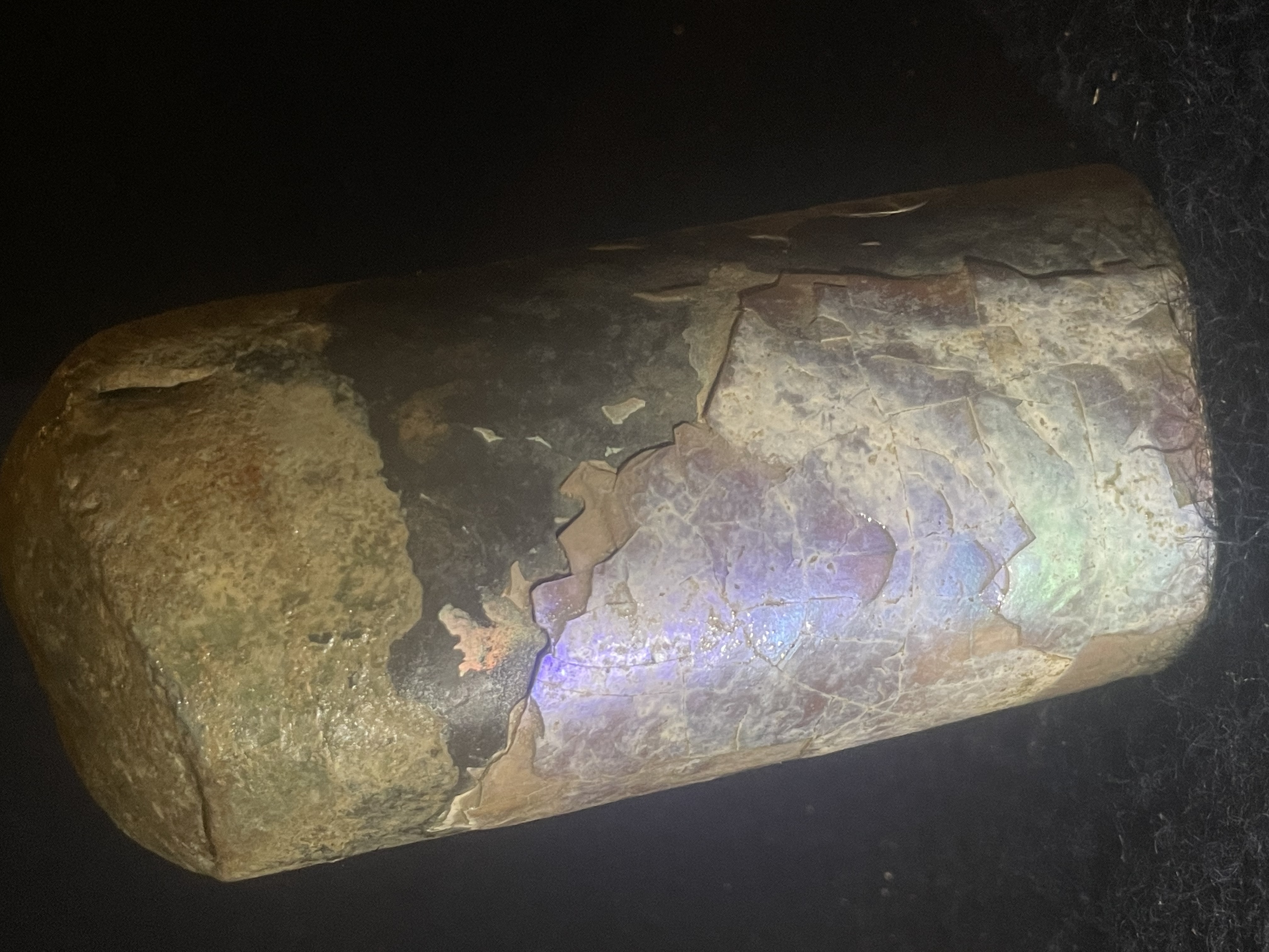 13D - Opalized Baculite 