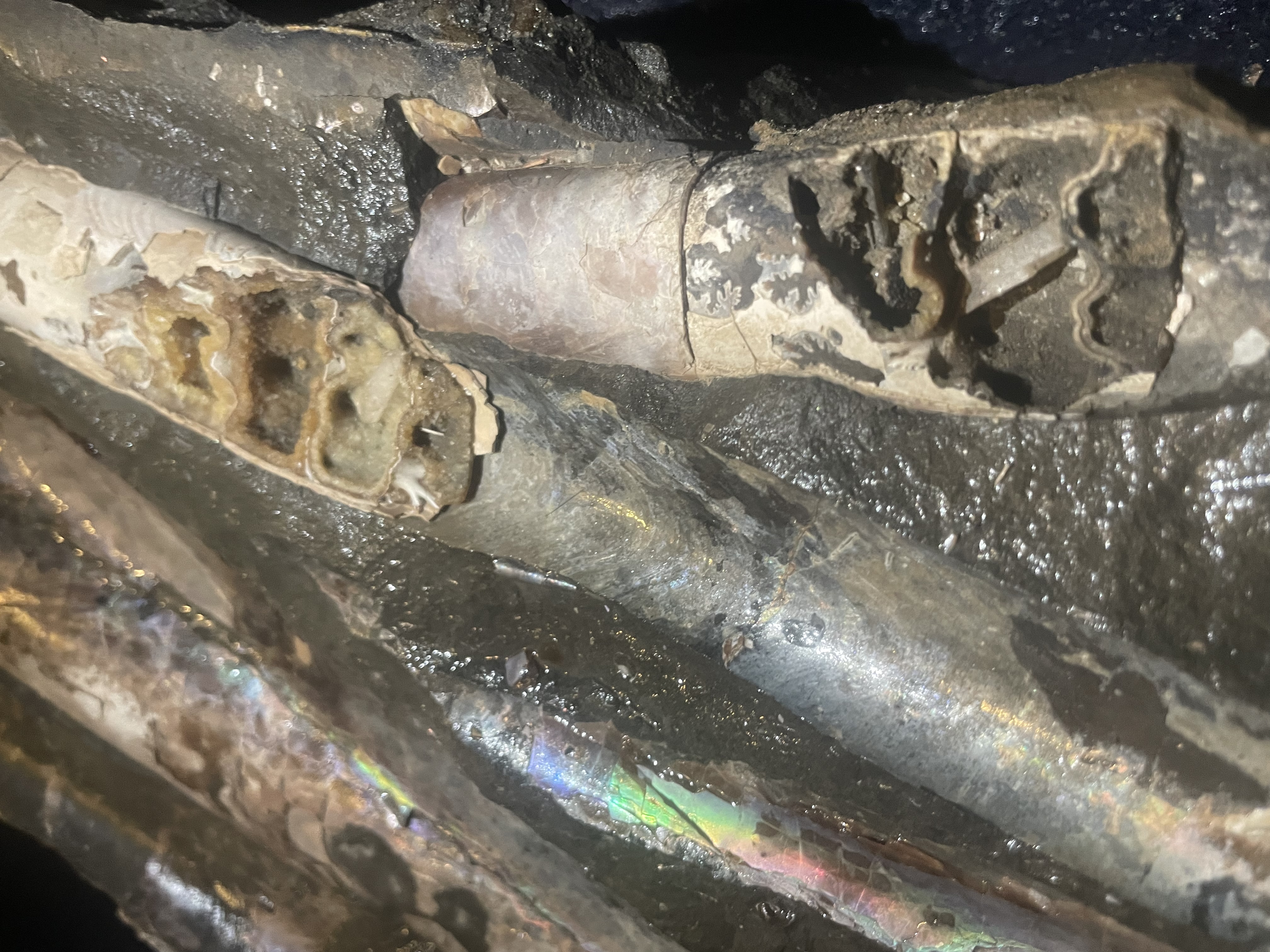 24D - Opalized Baculite