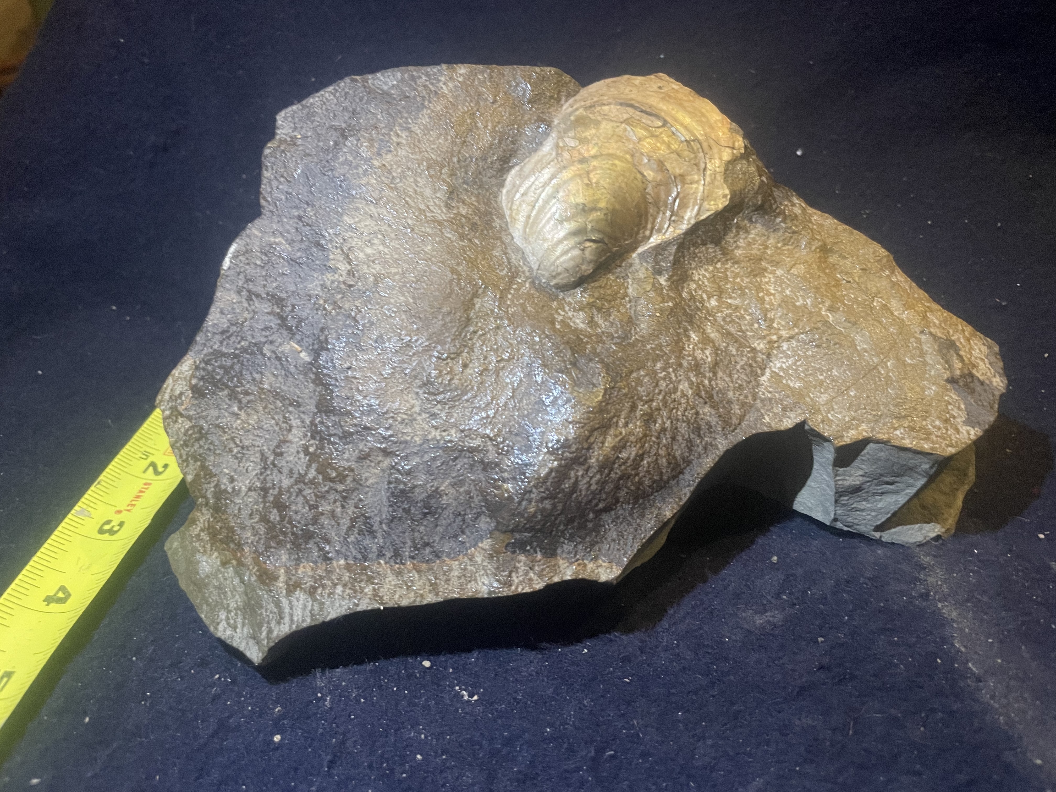 21D - Opalized Prehistoric Shell in Concretion 