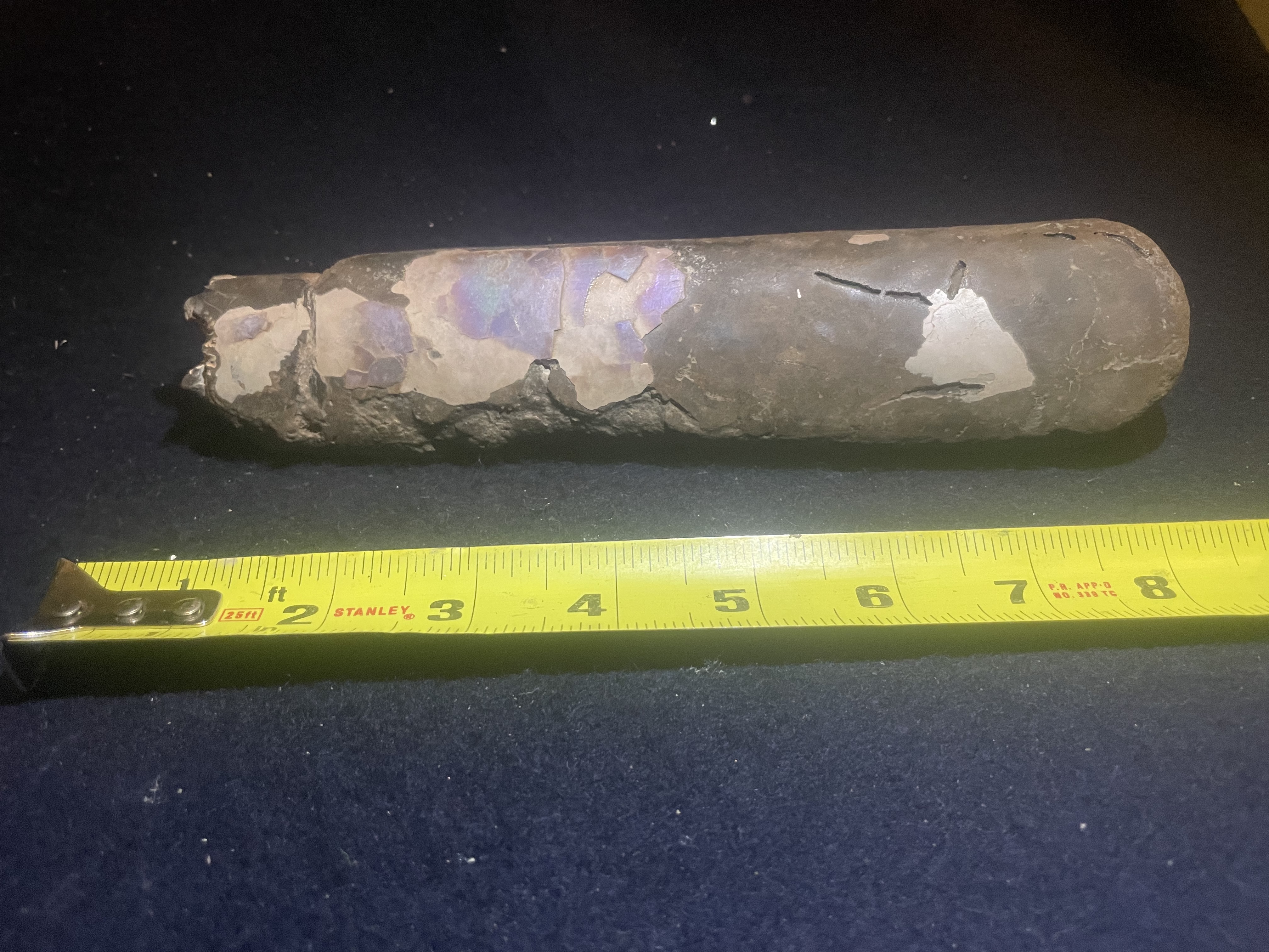 16D - Opalized Baculite 