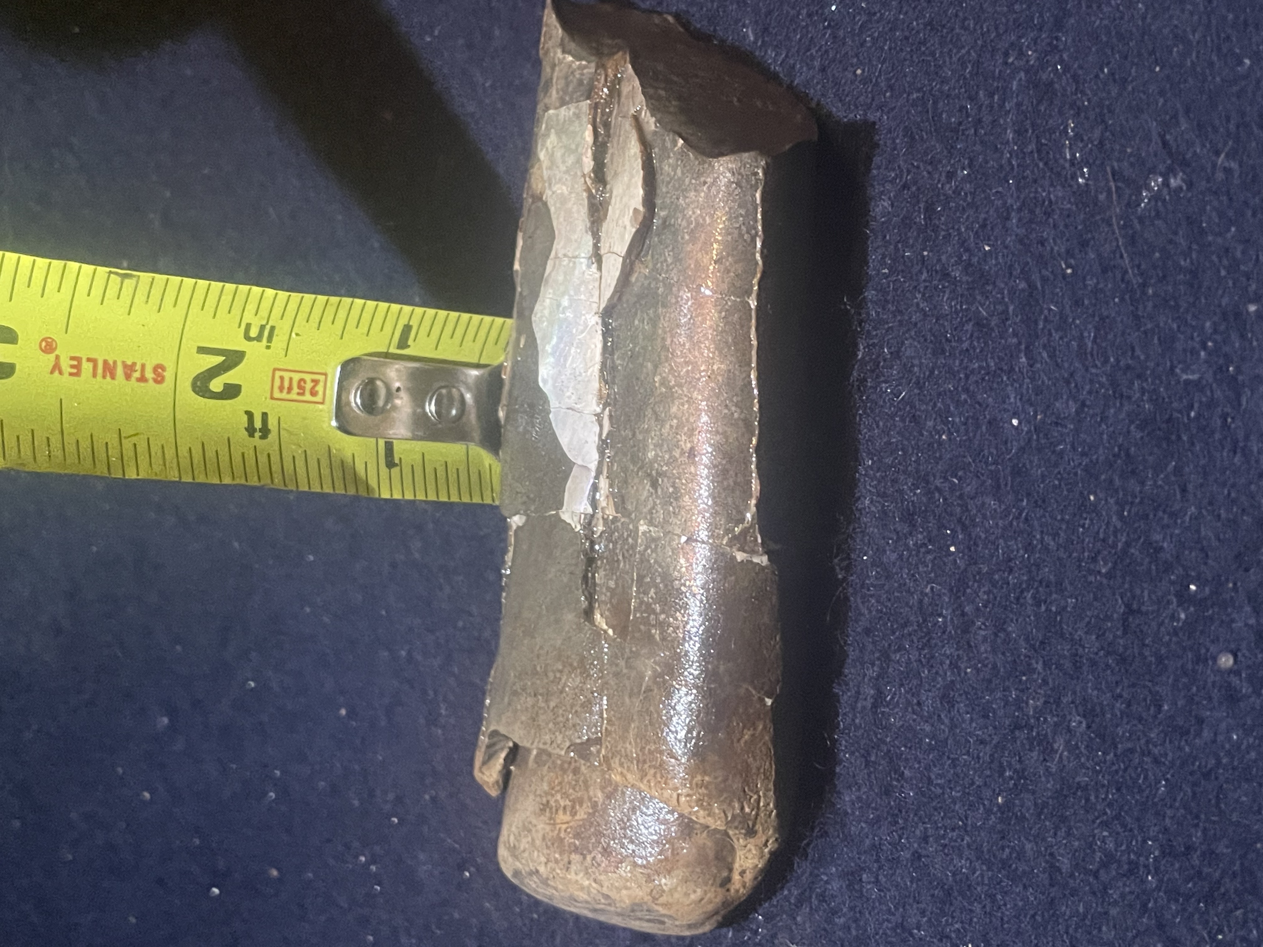 11D - Opalized Baculite 