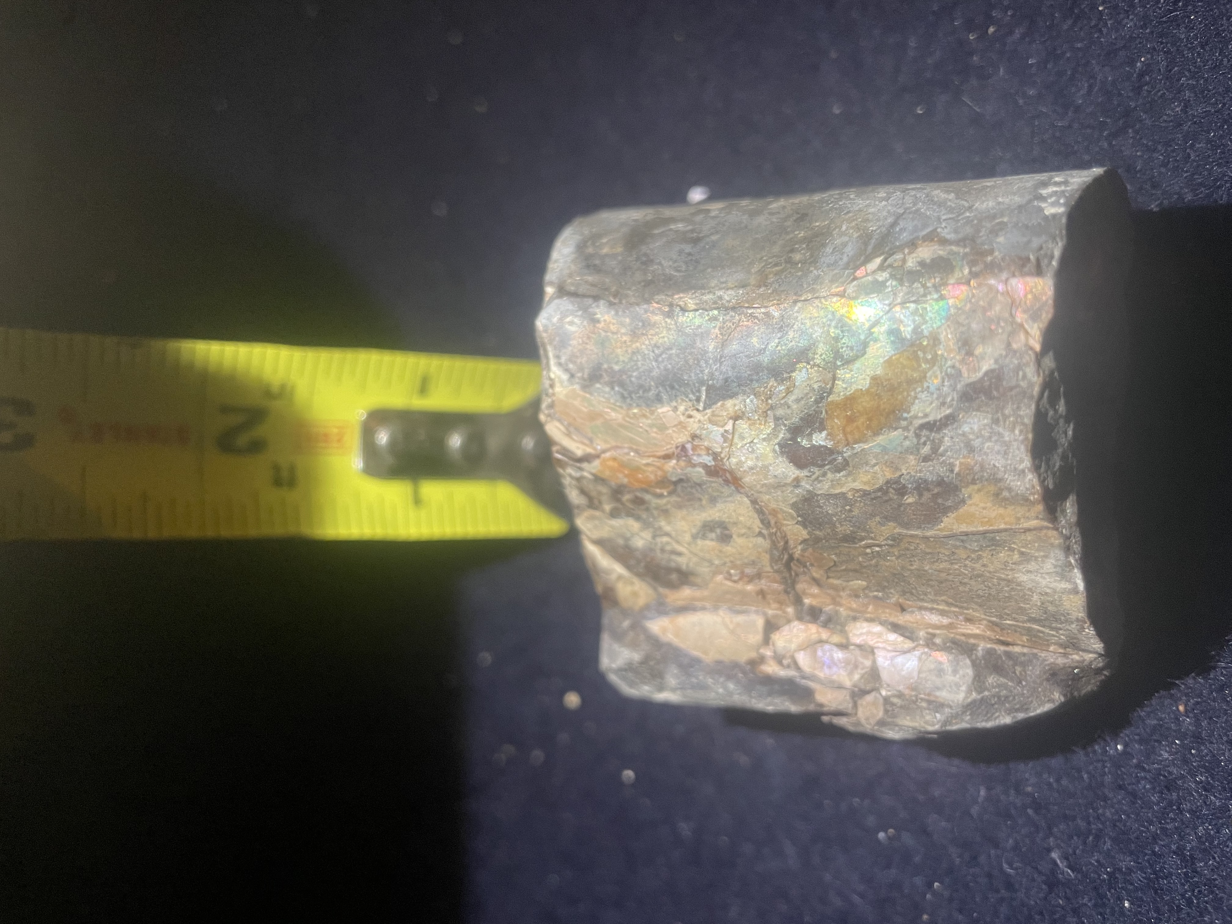 2D - Opalized Baculite 