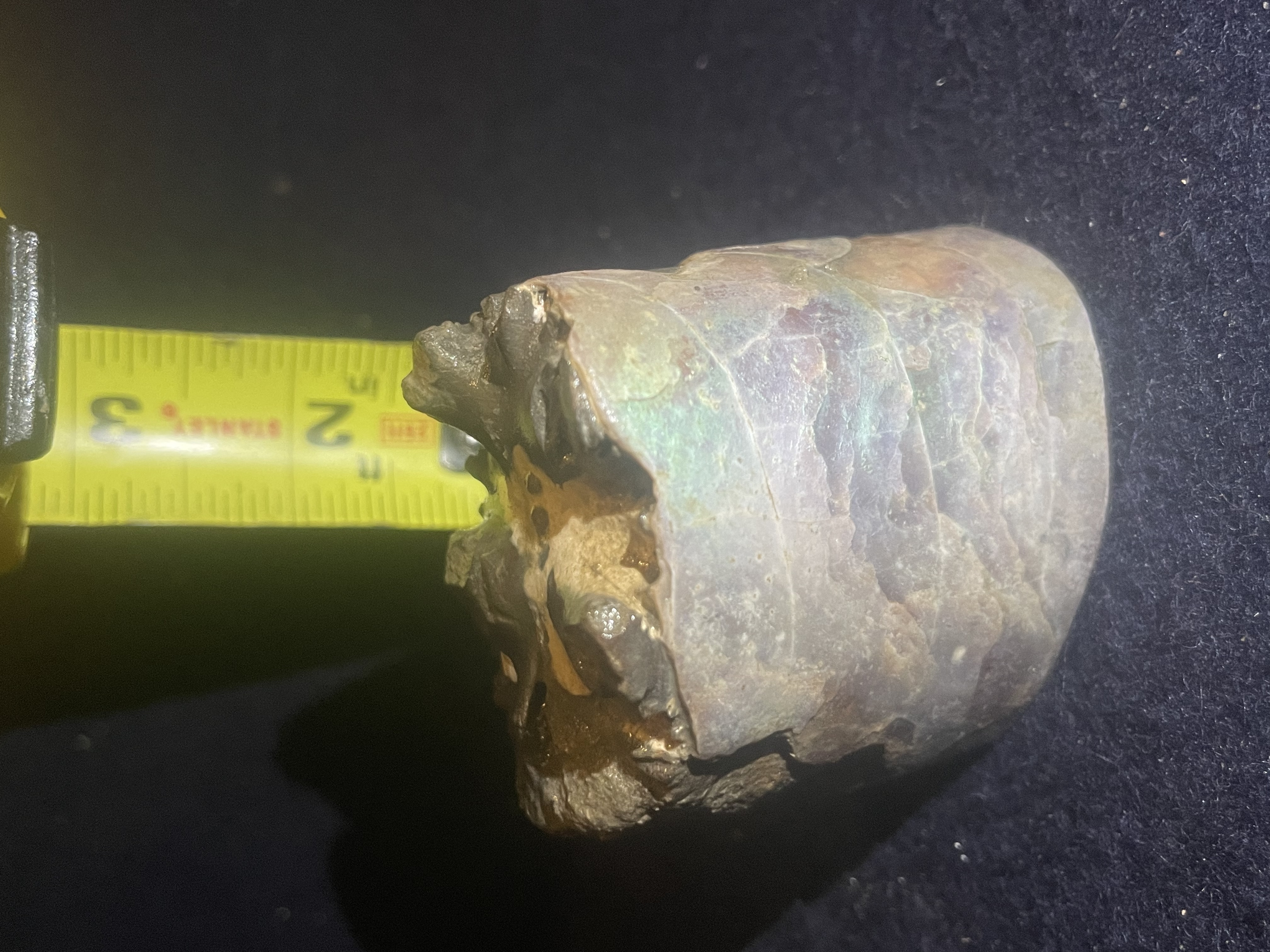 3D - Opalized Baculite 