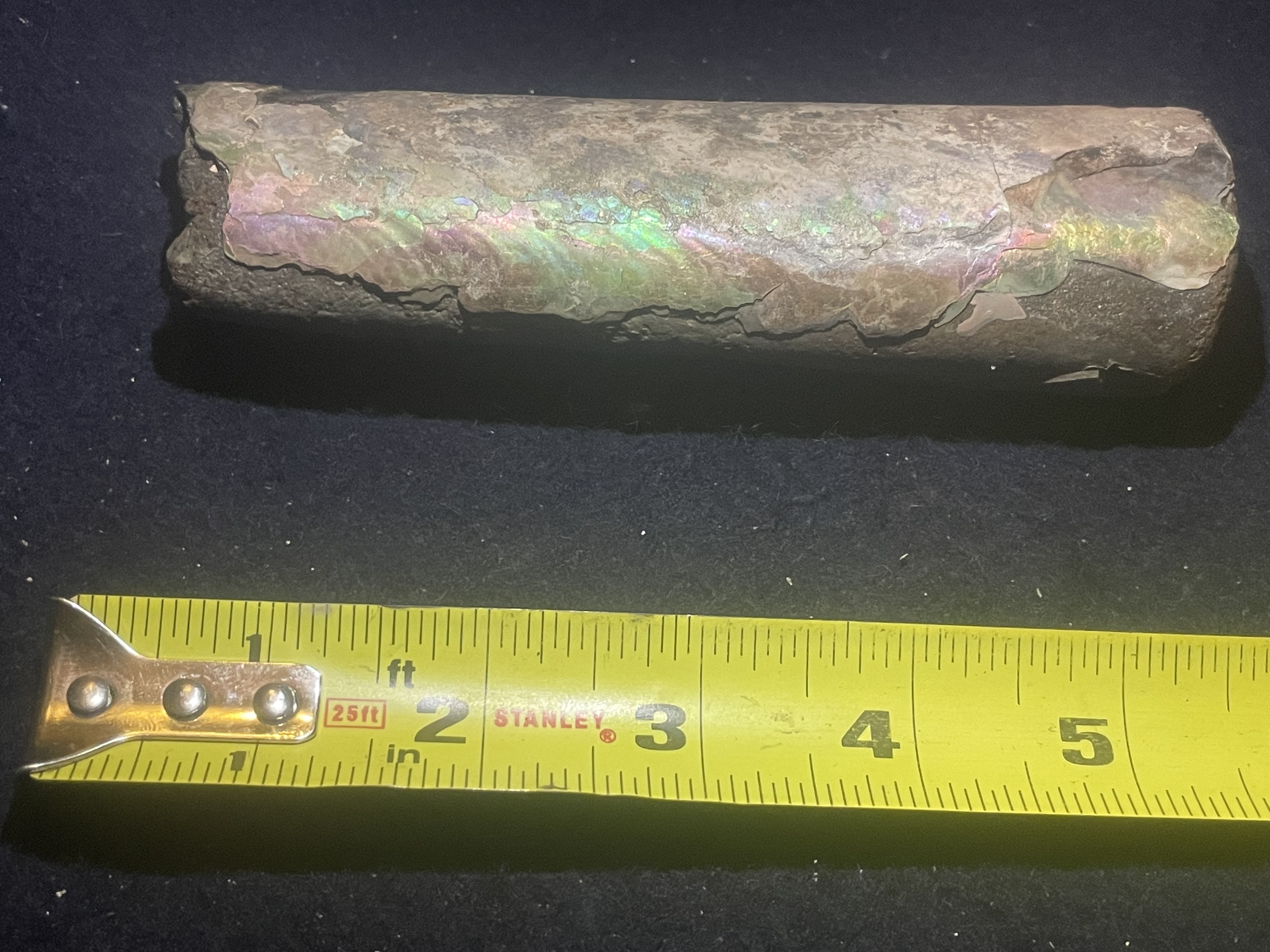 14D - Opalized Baculite 