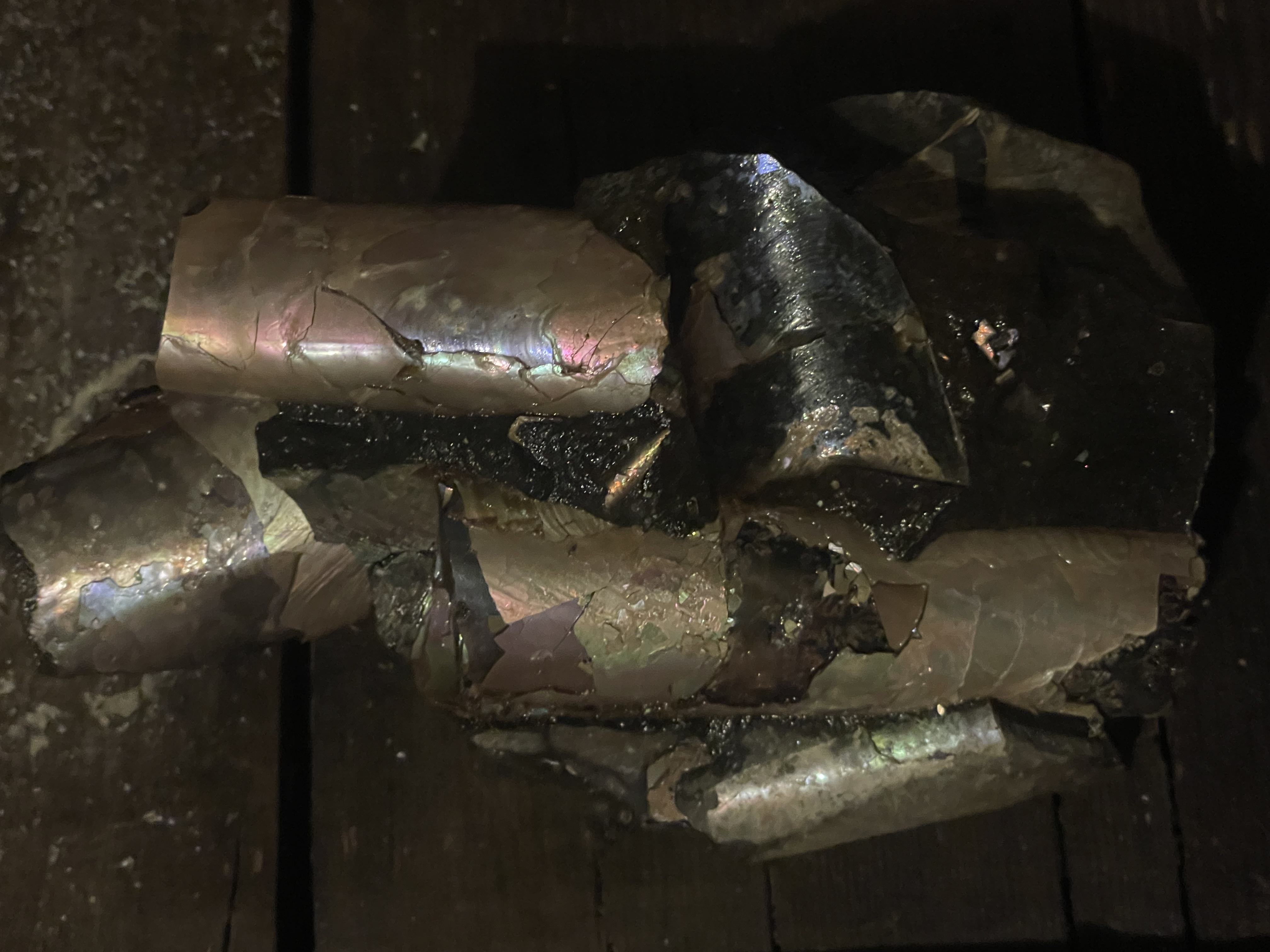 18D - Opalized Baculite 