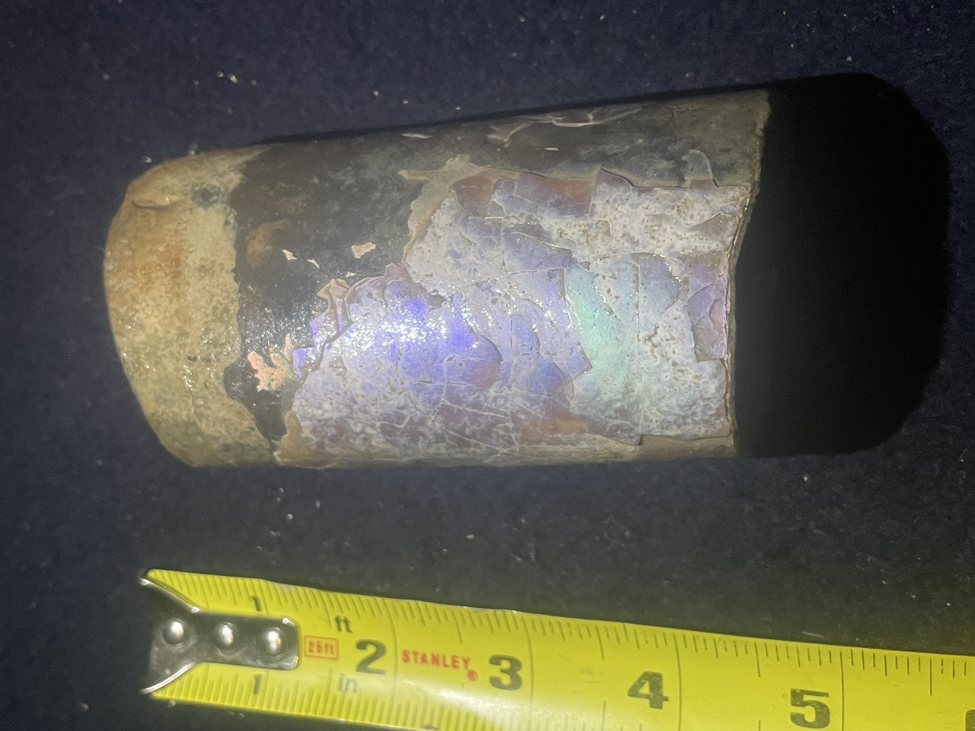 13D - Opalized Baculite 