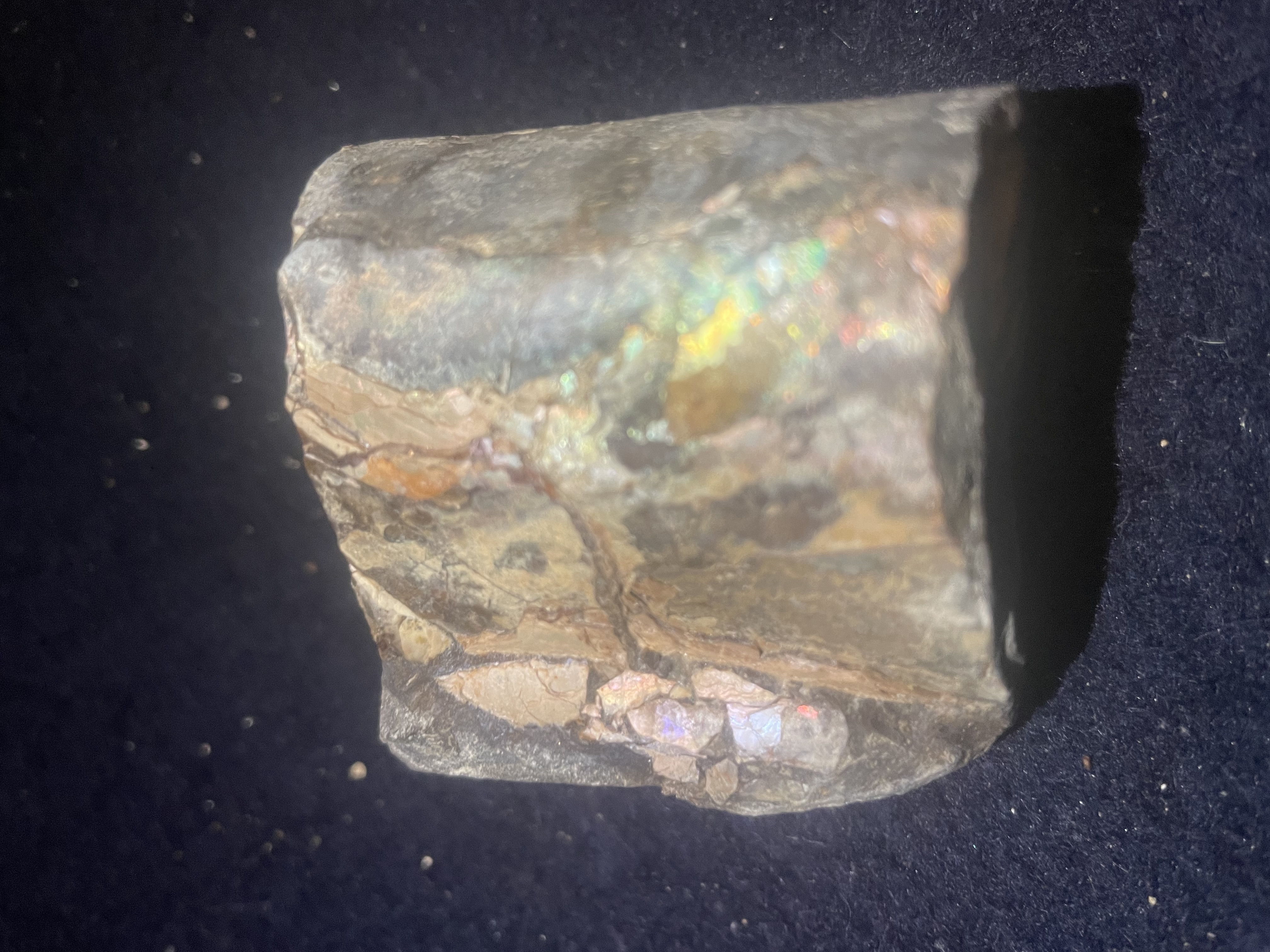 2D - Opalized Baculite