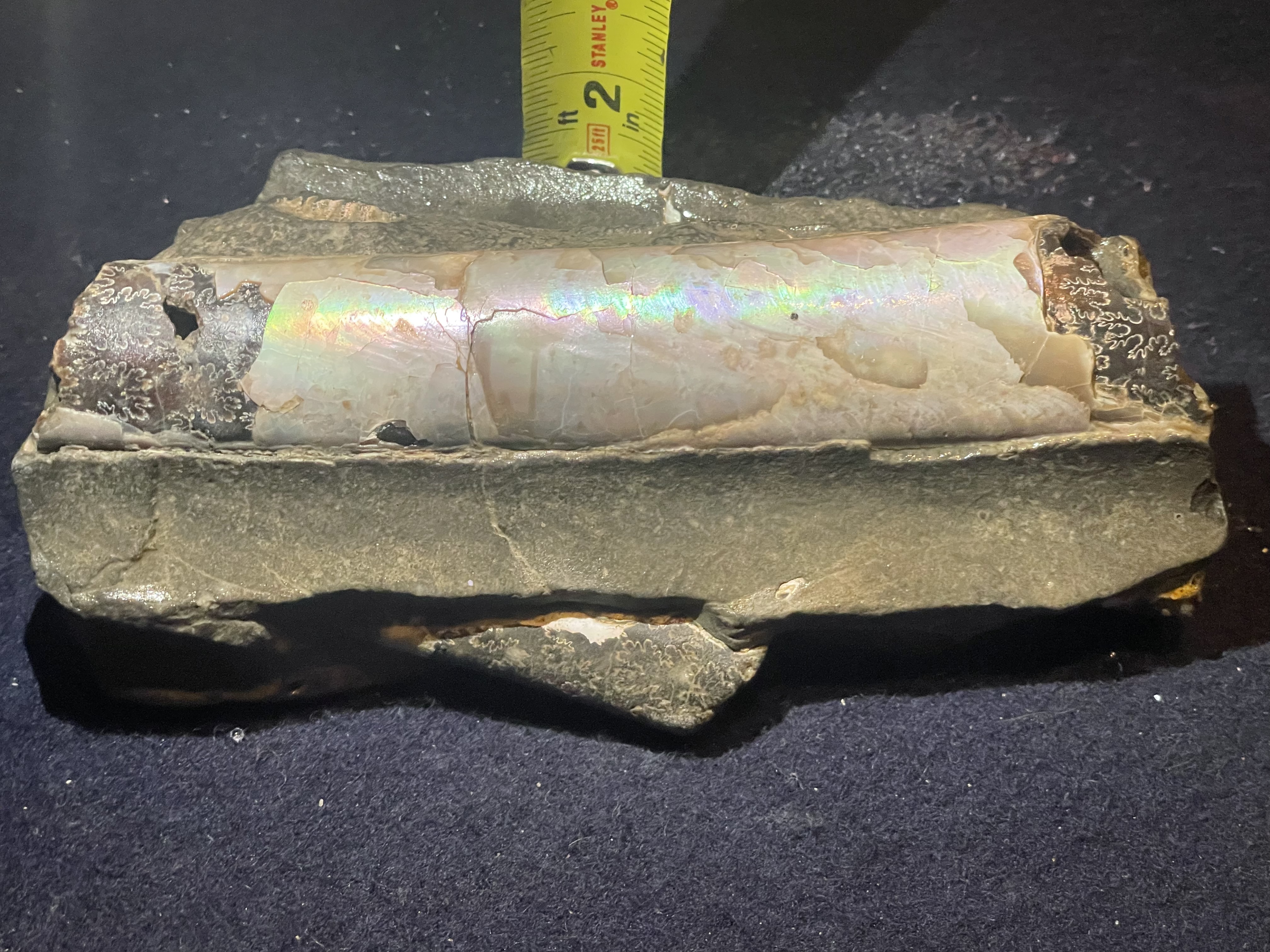 19D - Opalized Baculite 