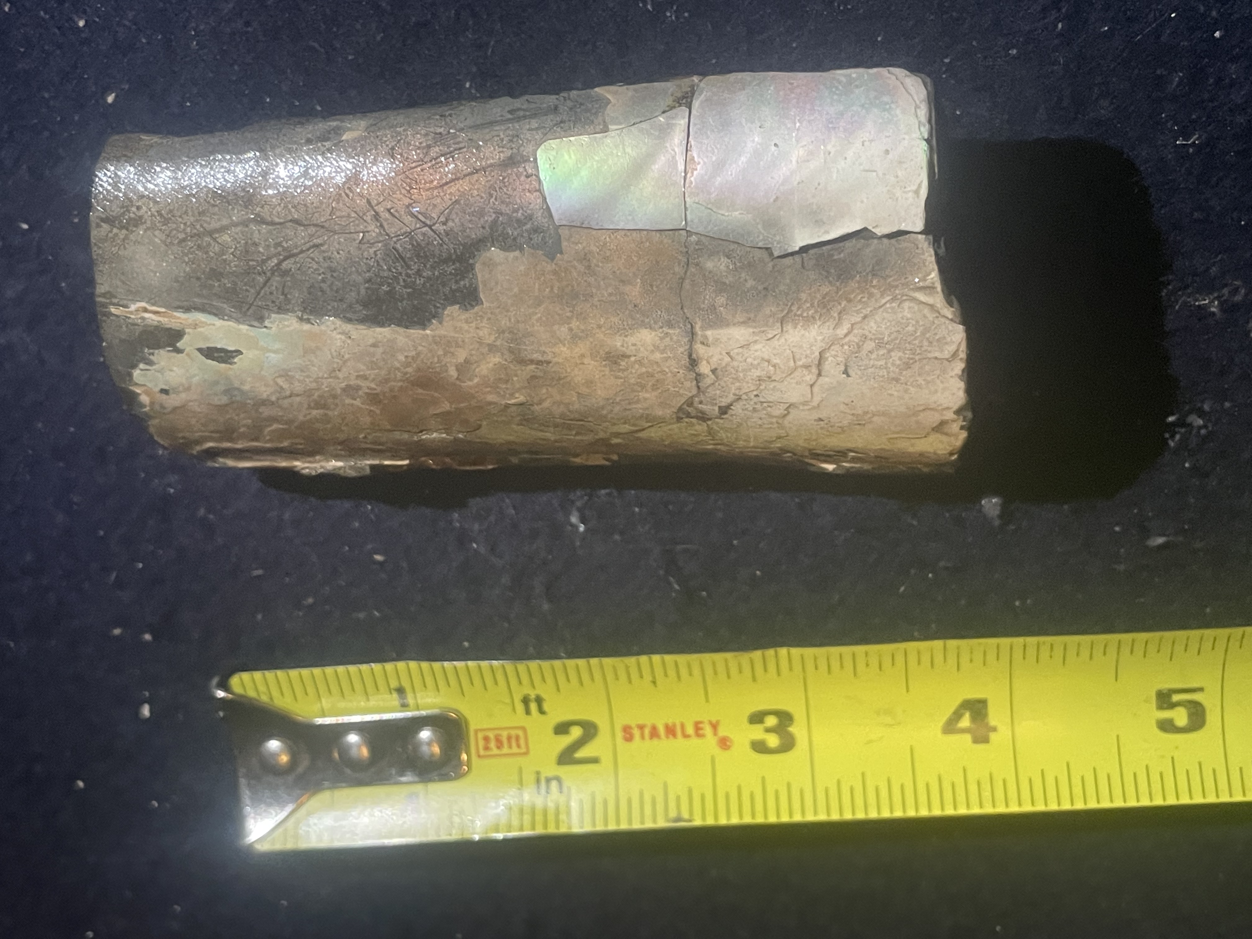 9D - Opalized Baculite