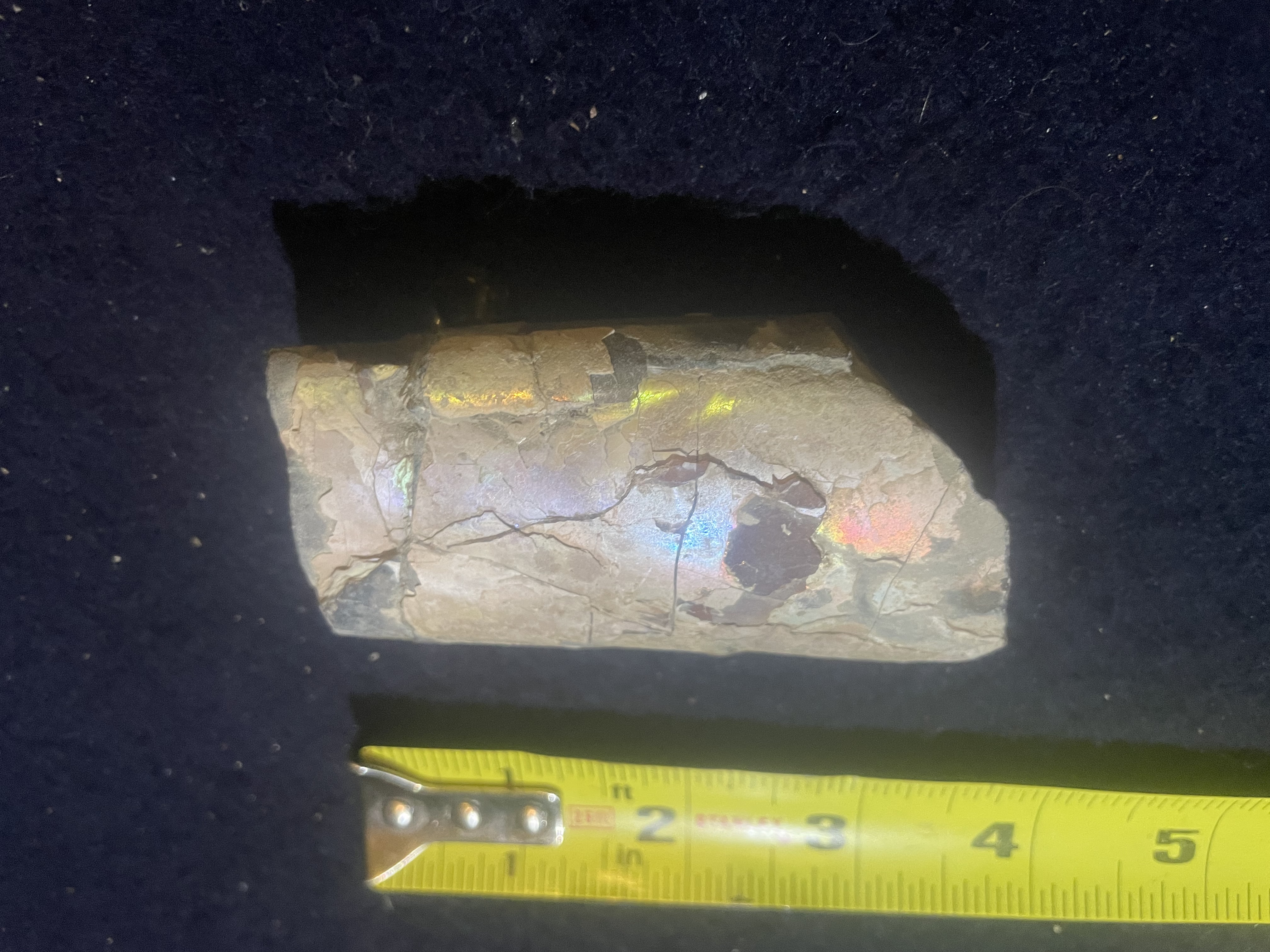 6D - Opalized Baculite