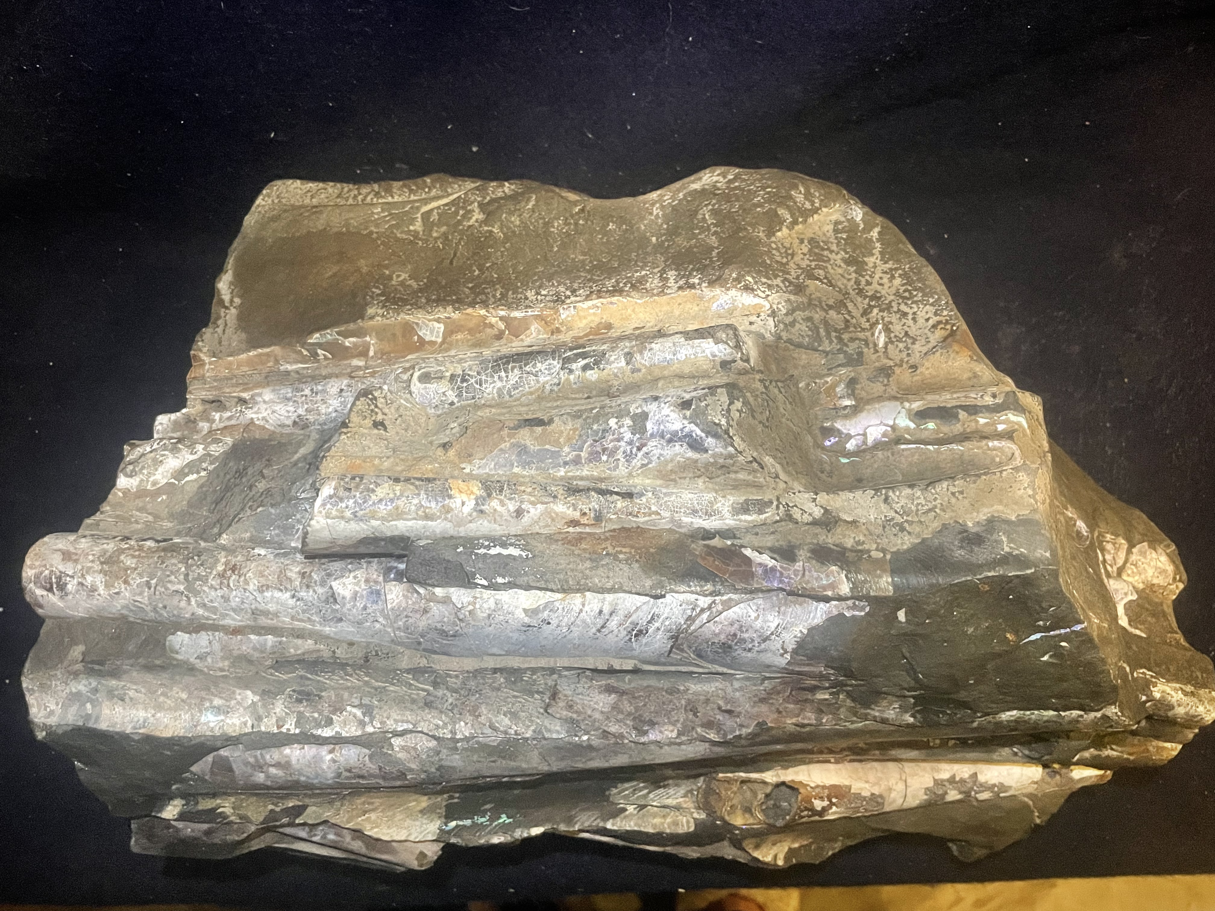 23D - Opalized Baculite 