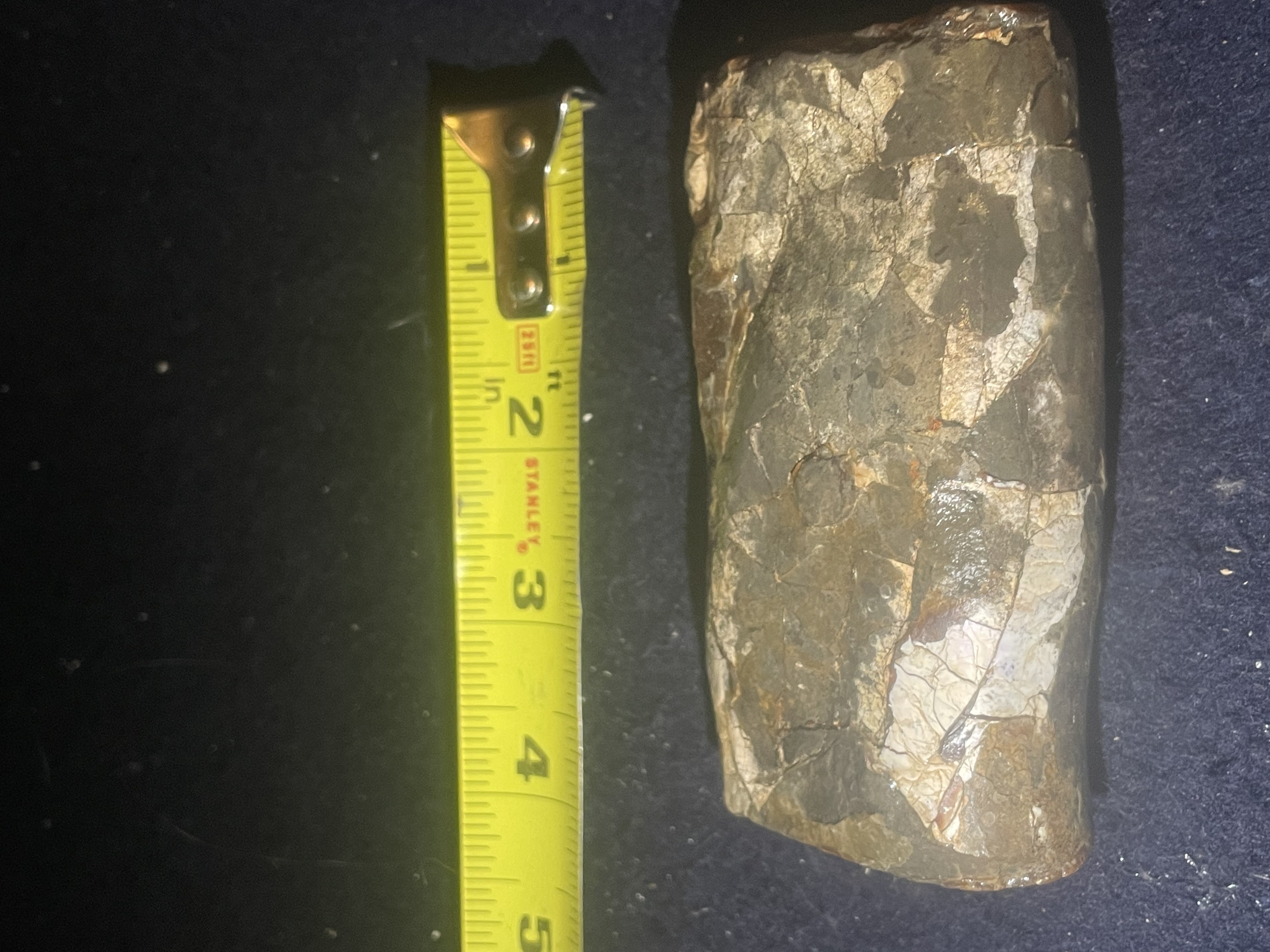 12D - Opalized Baculite 